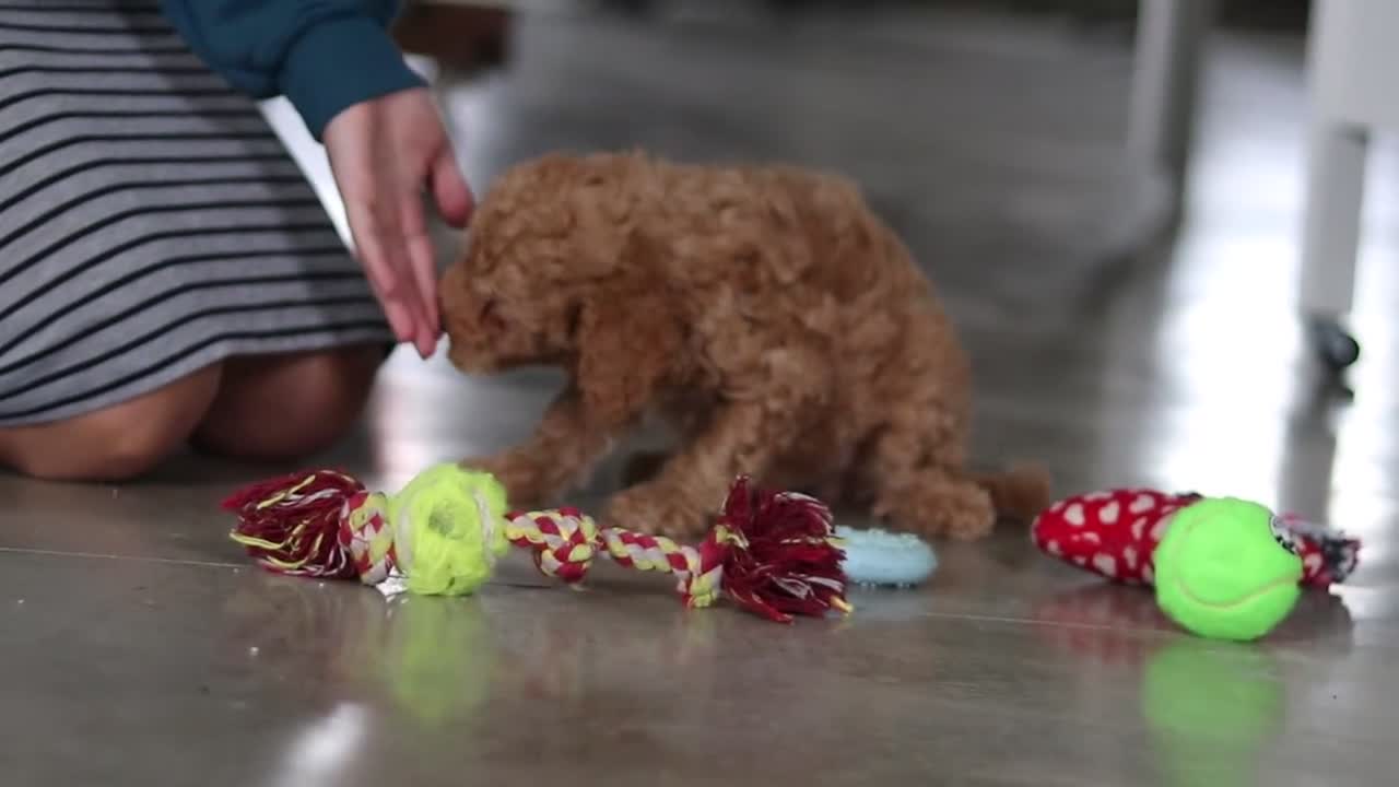 Mini Goldendoodle dogs for sale: Chase - Video 1
