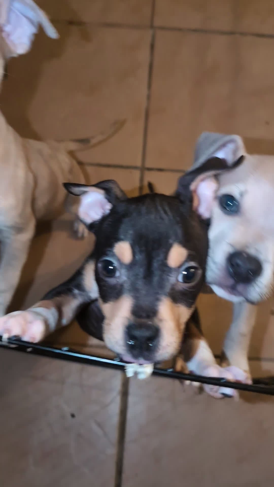 American Bully dogs for sale: American Bully Puppy 1 - Video 1