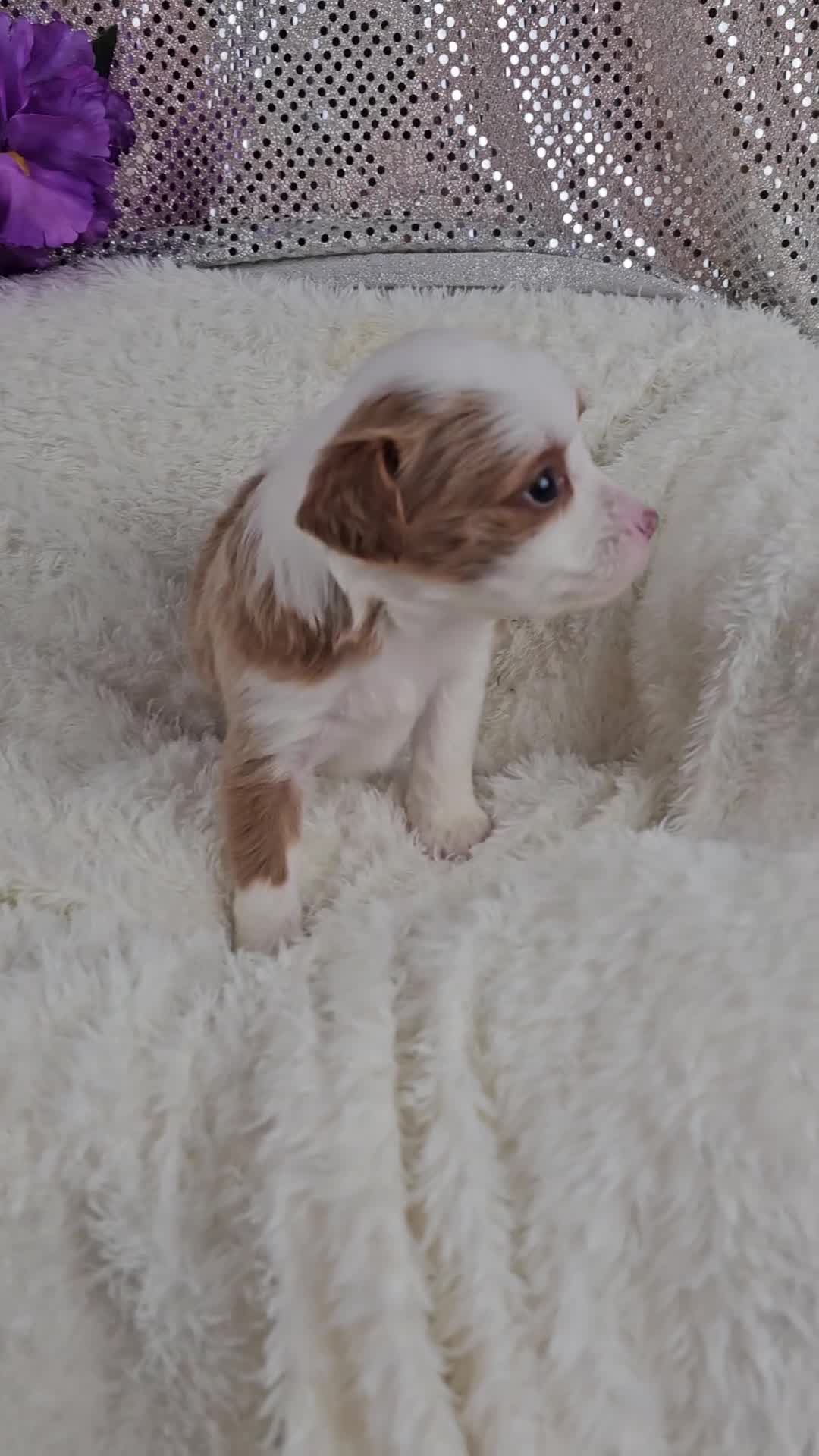 Mini Aussiedoodle dogs for sale: Soleil  - Video 2