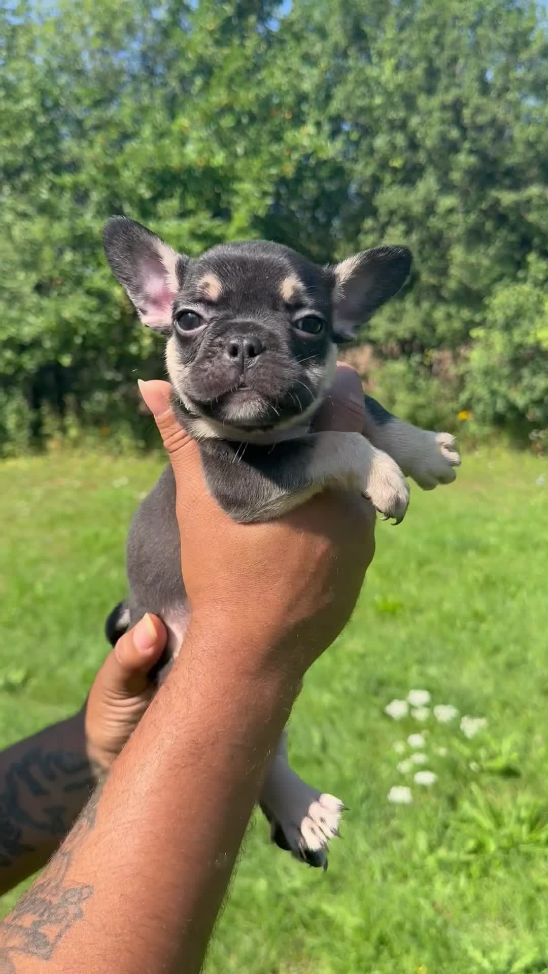 French Bulldog dogs for sale: Prada - Video 1