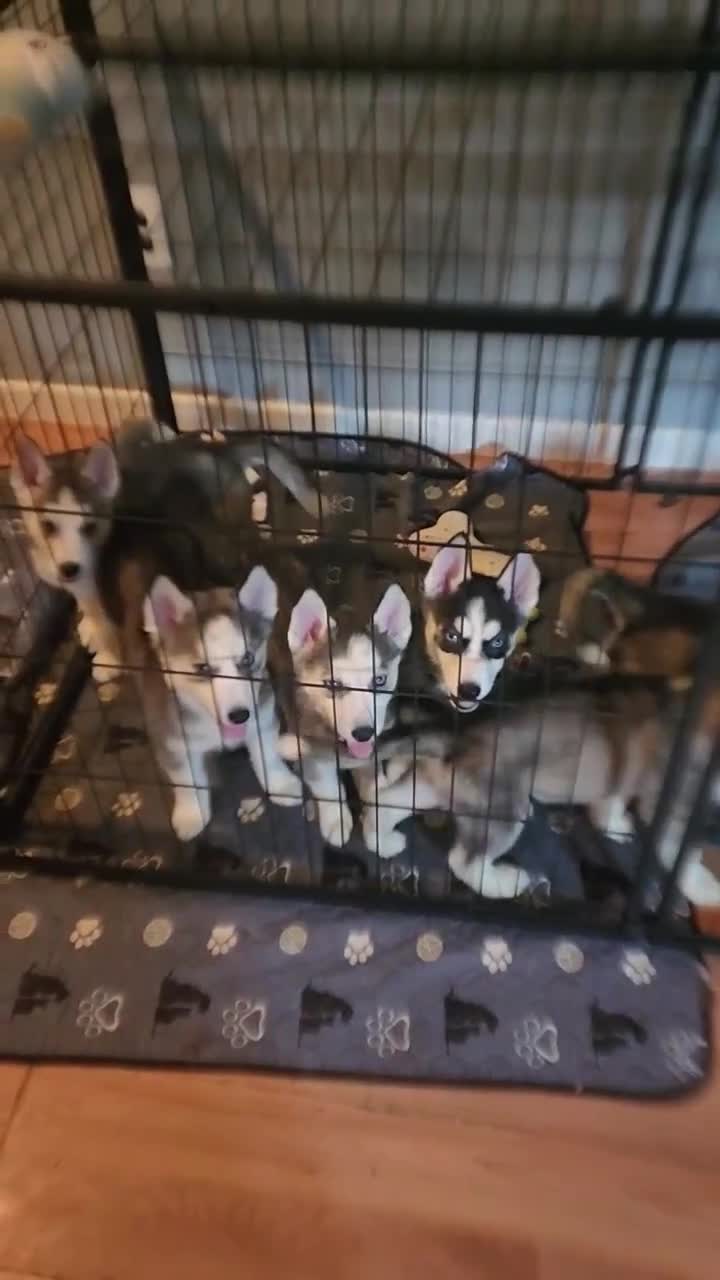 Siberian Husky dogs for sale: Siberian Husky 3 - Video 1