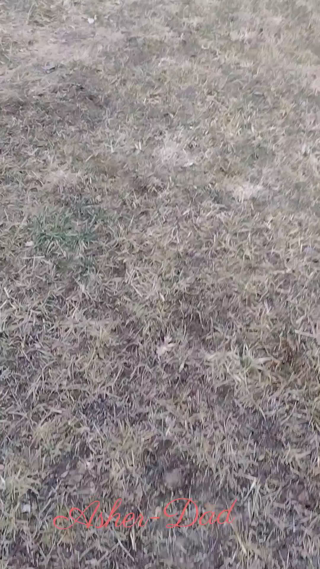 Border Collie dogs for sale: Benji  - Video 1