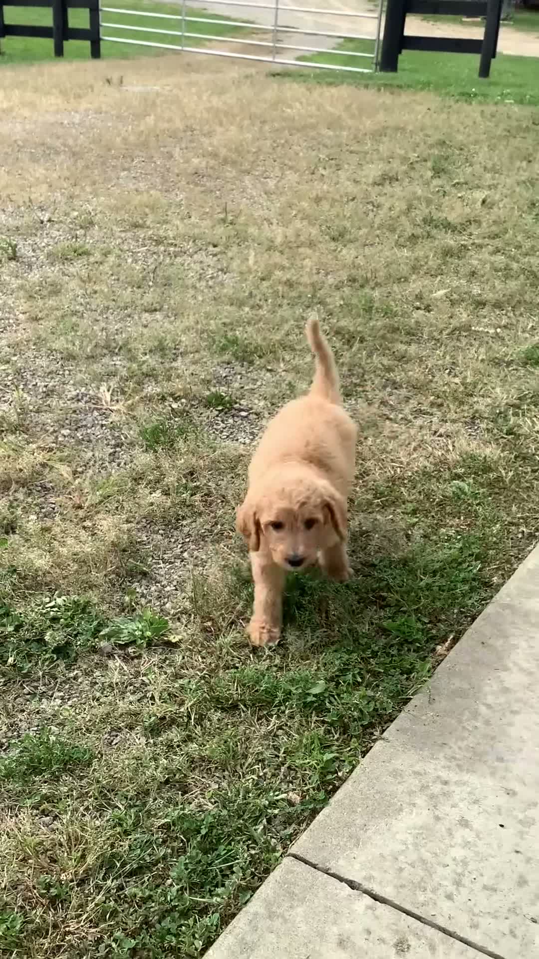 Goldendoodle dogs for sale: Lady-F1bb-Goldendoodle 3 - Video 1