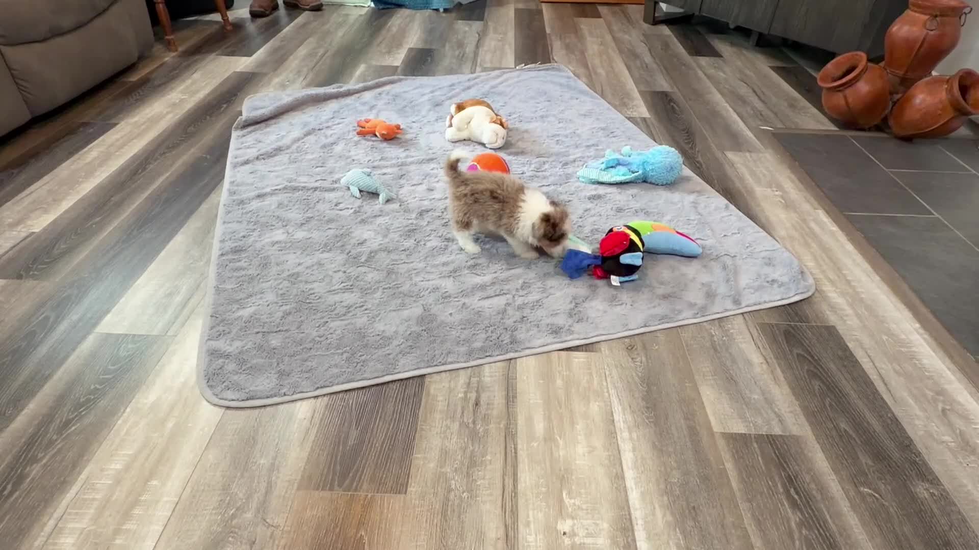 Aussiedoodle dogs for sale: Clover - Video 1