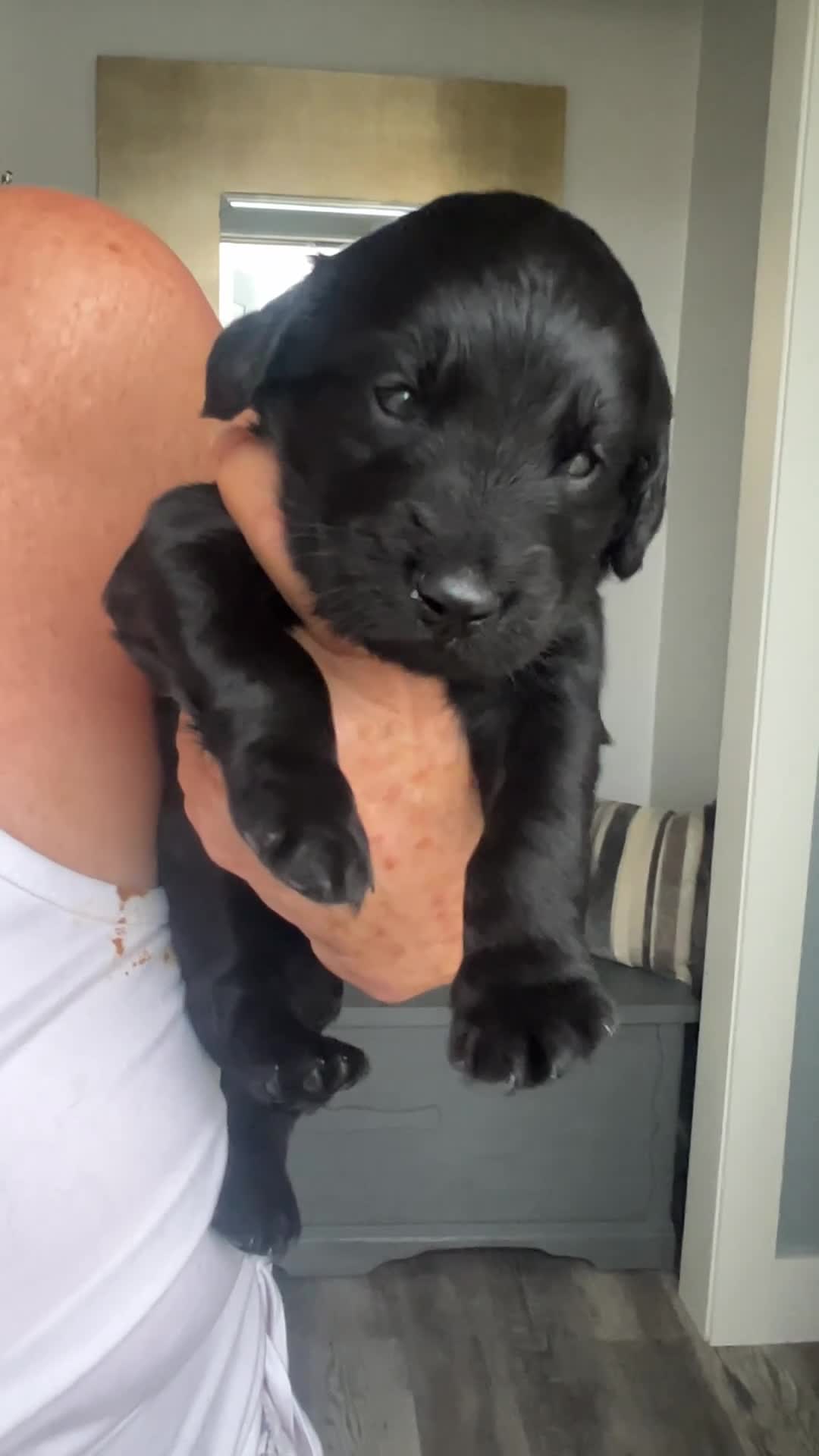 Goldendoodle dogs for sale: Tito - Green Bow Boy - Video 1