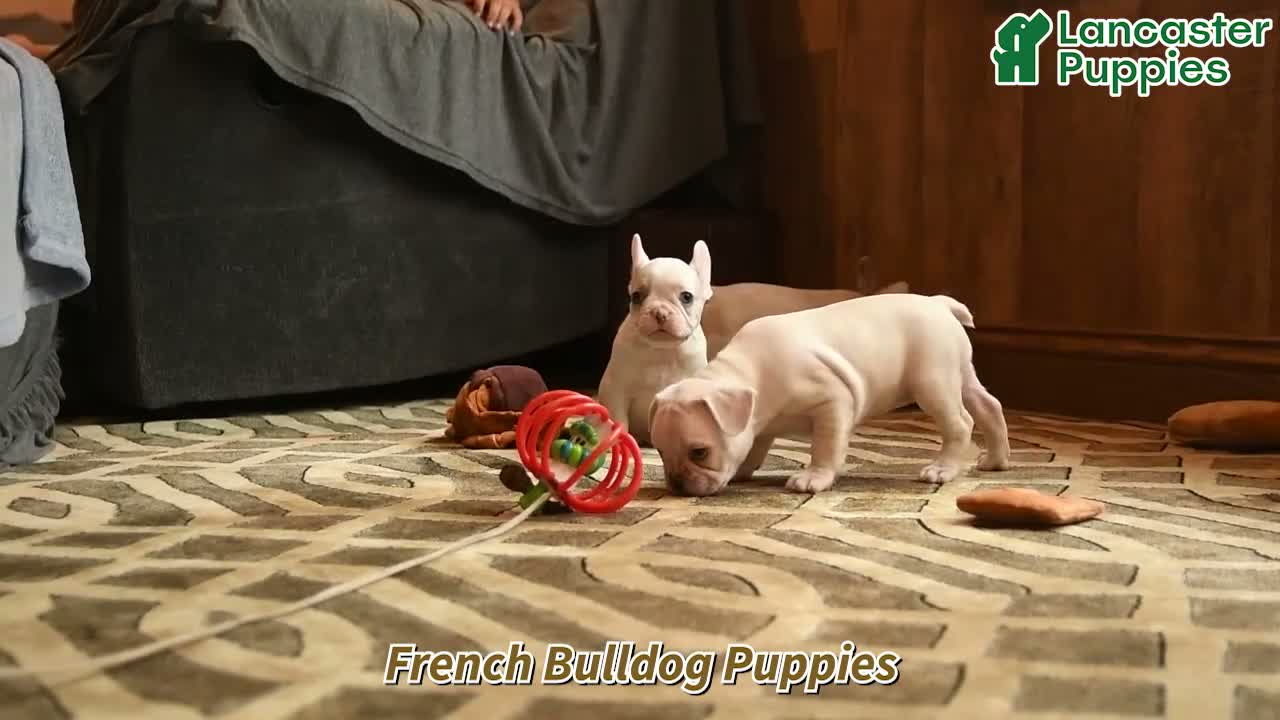 French Bulldog dogs for sale: Vinnie - Video 1