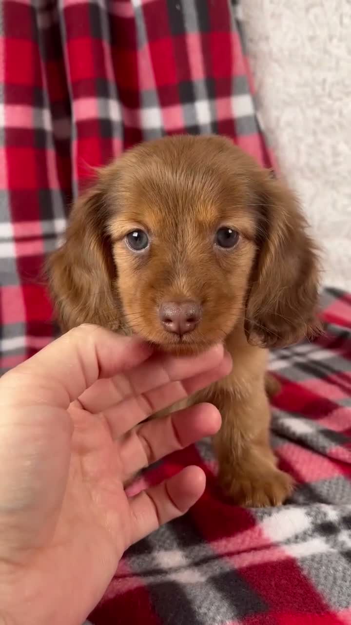 Dachshund dogs for sale: Elise - Video 1