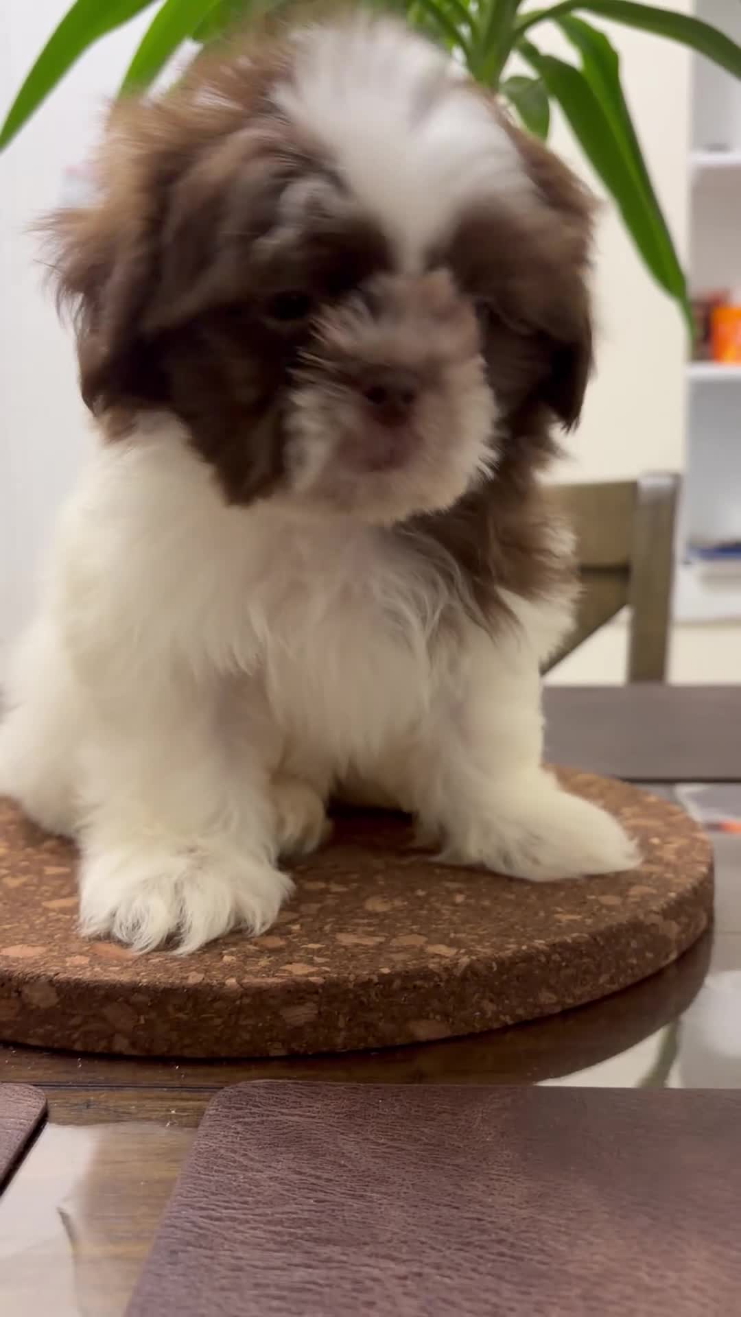 Shih Tzu dogs for sale: Caster - Video 1