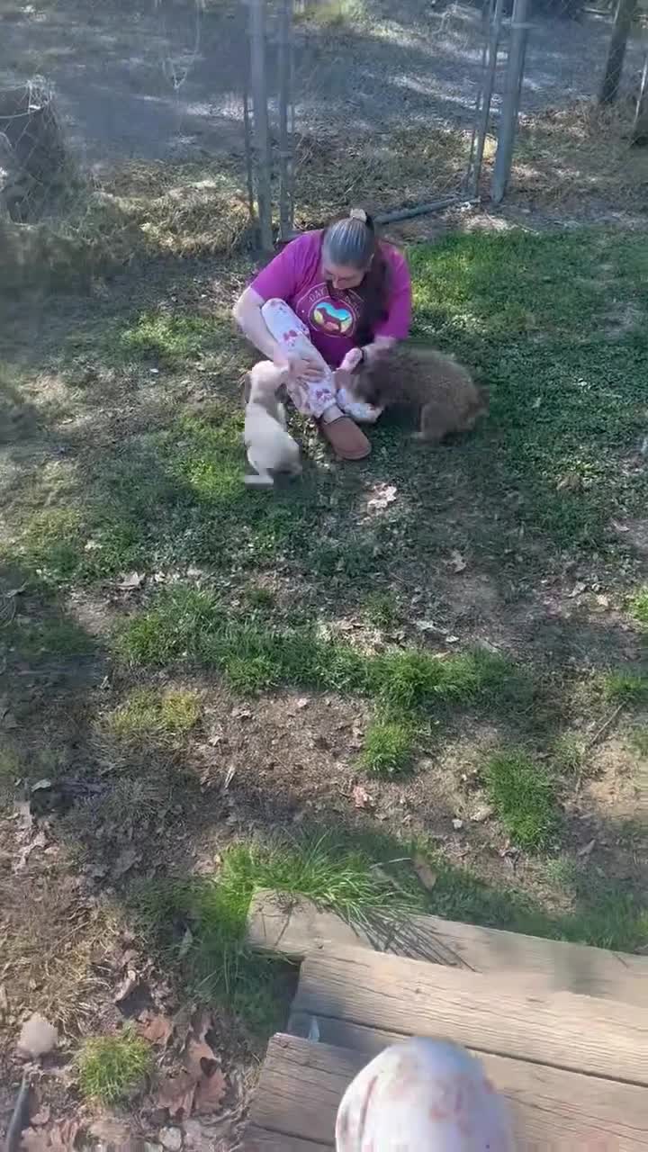 Toy Poodle dogs for sale: Toy Poodle Puppy 1 - Video 1