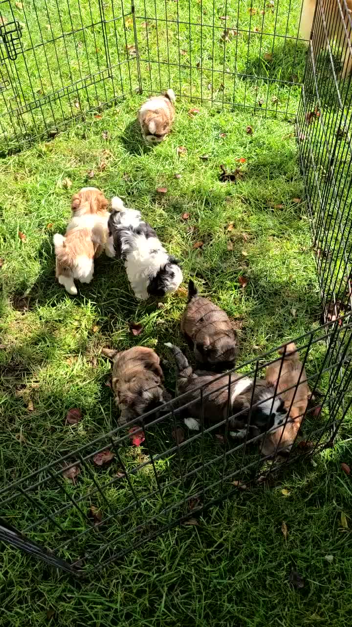 Shih Tzu dogs for sale: Bambi - Video 1