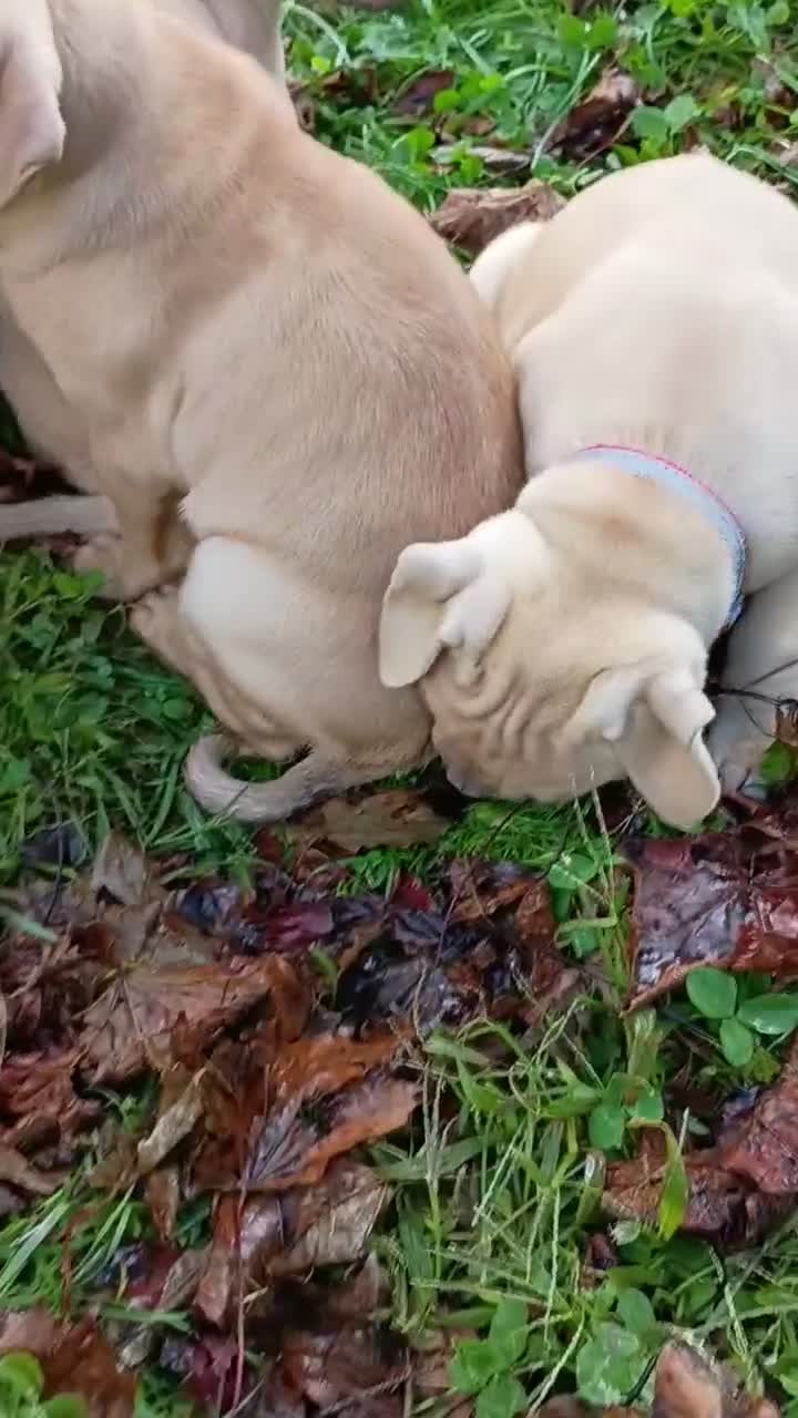 Mixed Breed dogs for sale: Blacknose Male 3 - Video 1