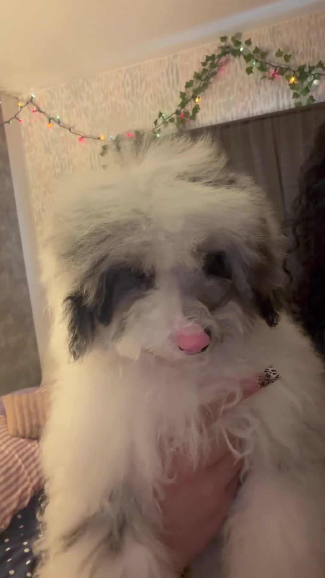 Mixed Breed dogs for sale: Miniature poodle - Video 2