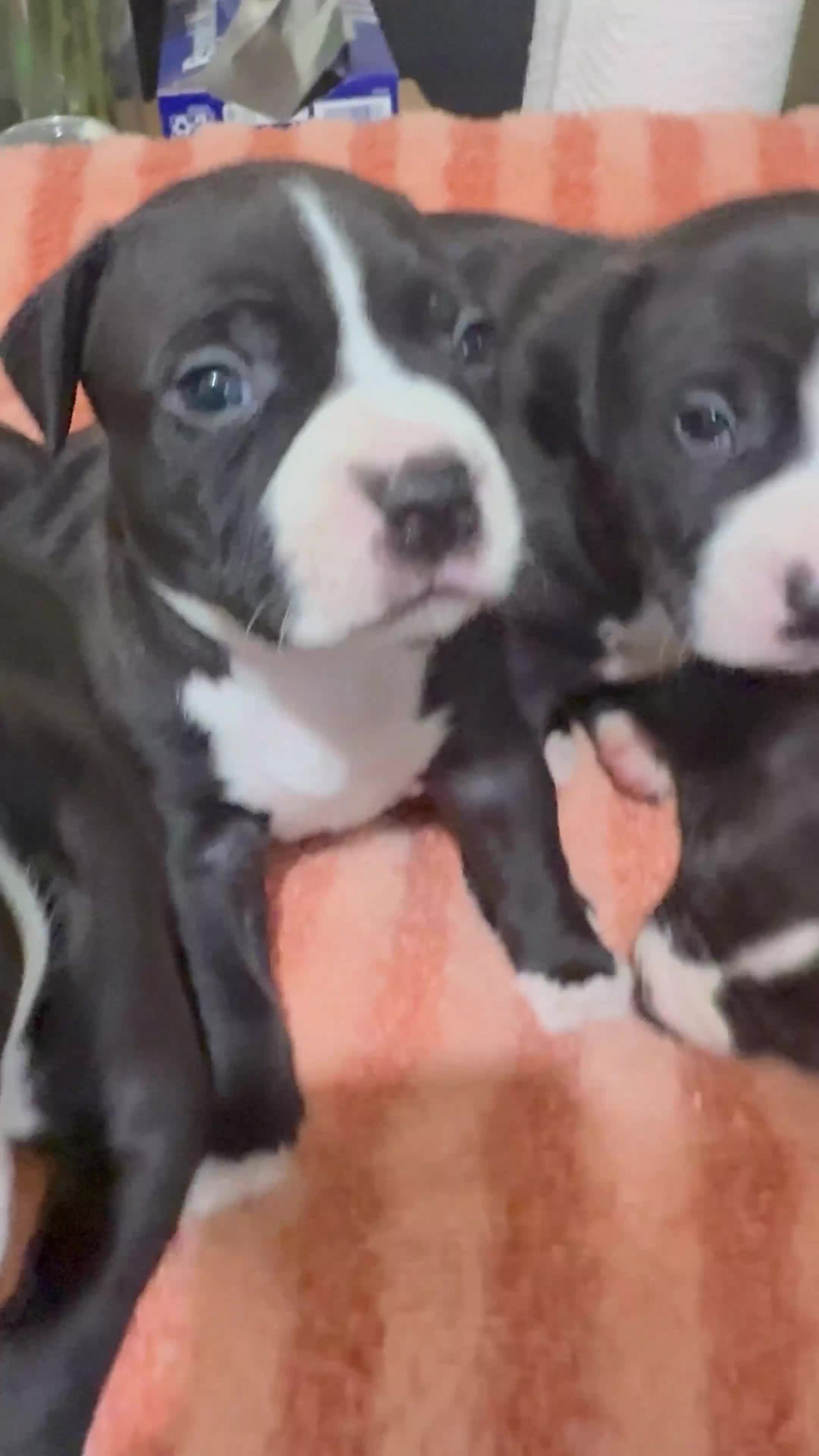 Canaan Dog dogs for sale:  Blue eyes - Video 3