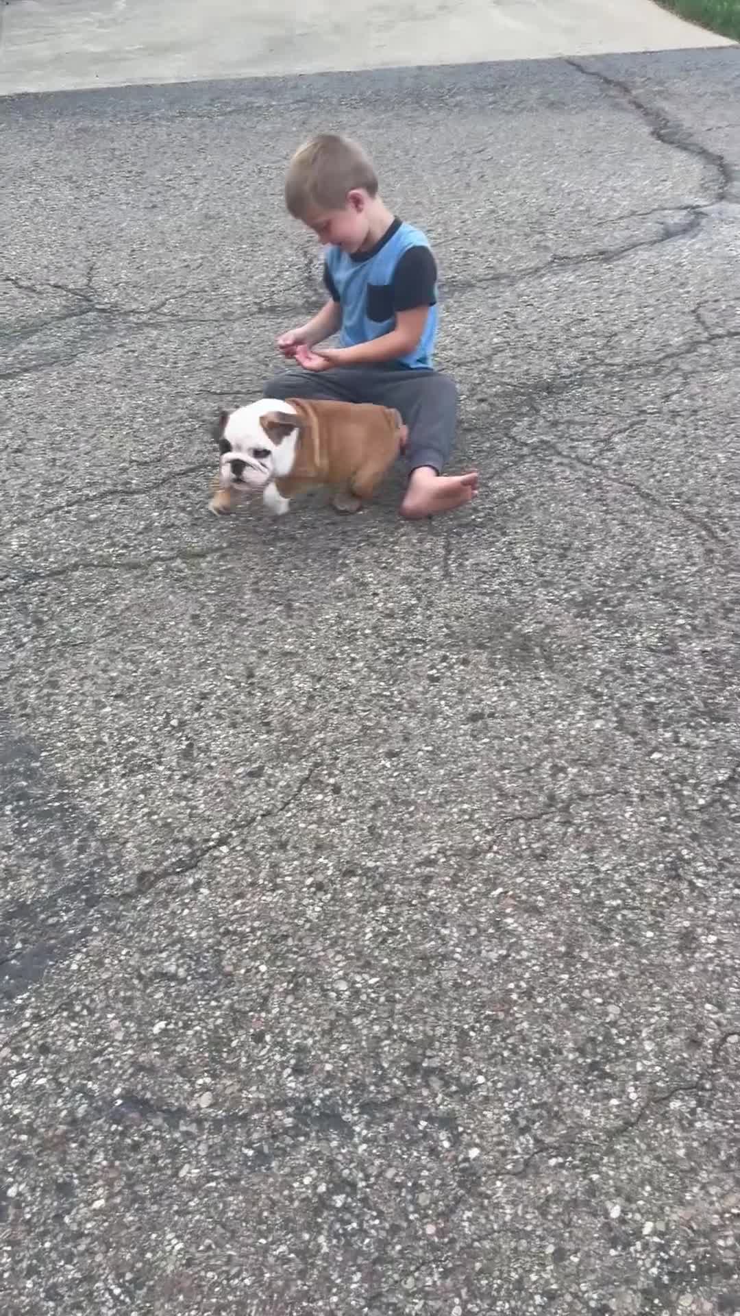 English Bulldog dogs for sale: Karl - Video 1