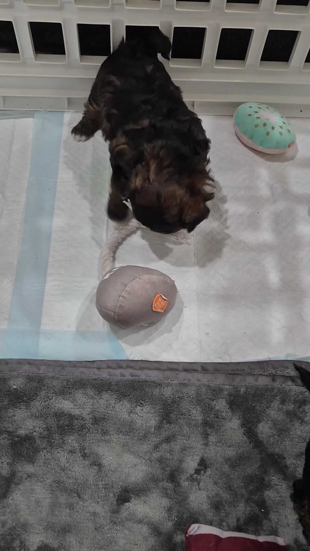 Mixed Breed dogs for sale: Mixed Breed 3 - Video 1