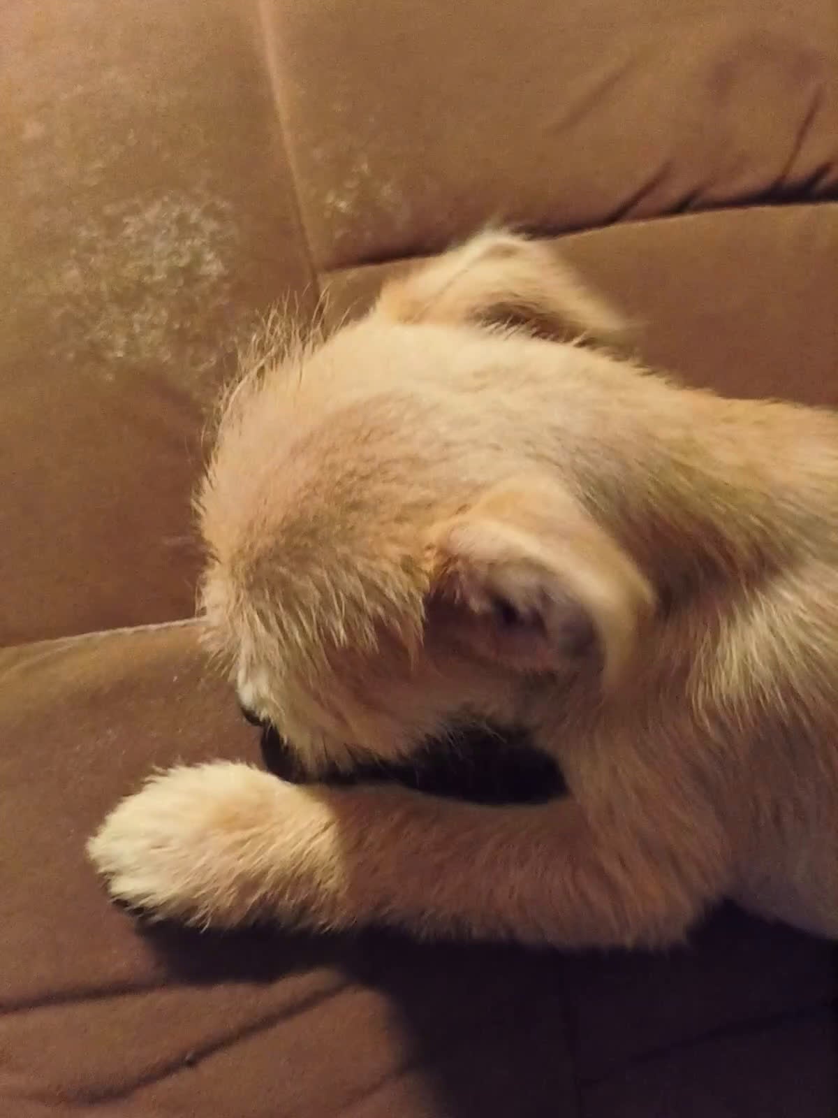 Mixed Breed dogs for sale: Mixed Breed Puppy 1 - Video 1