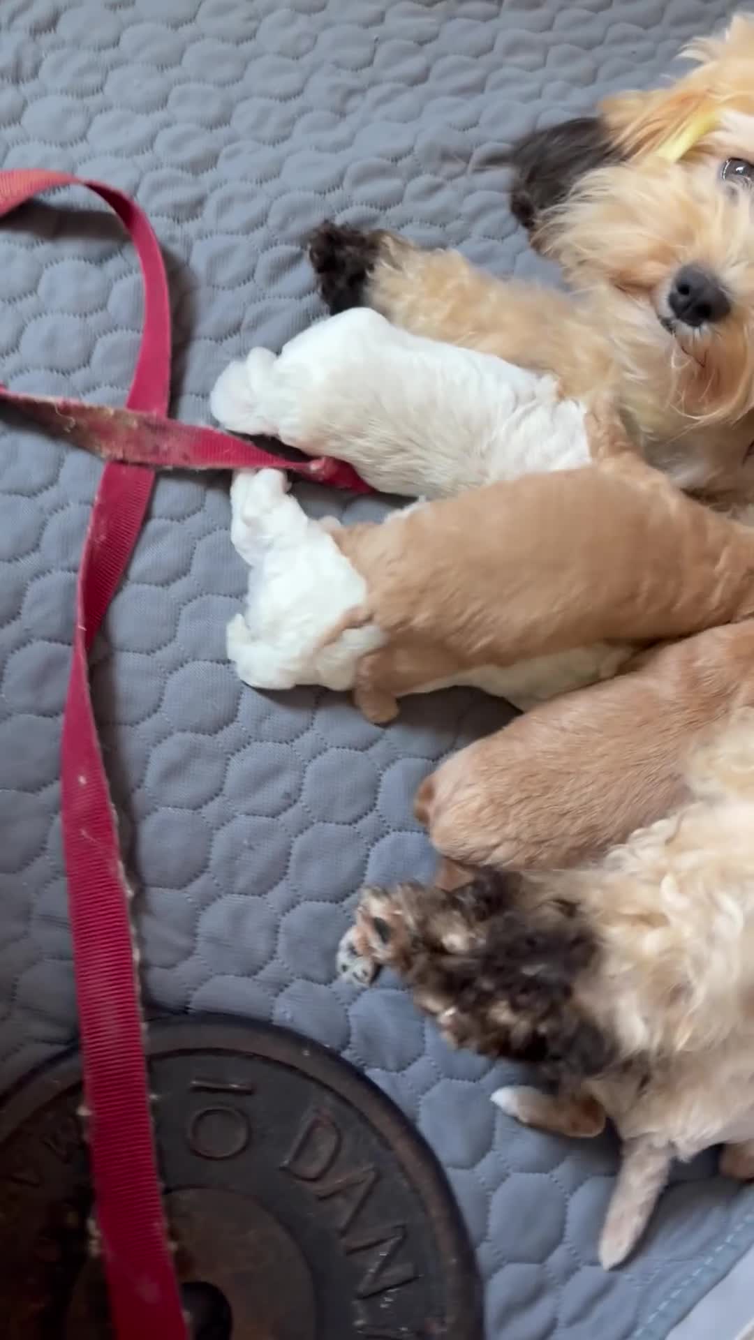 Shihpoo dogs for sale: Shihpoo 1 rocky  - Video 1