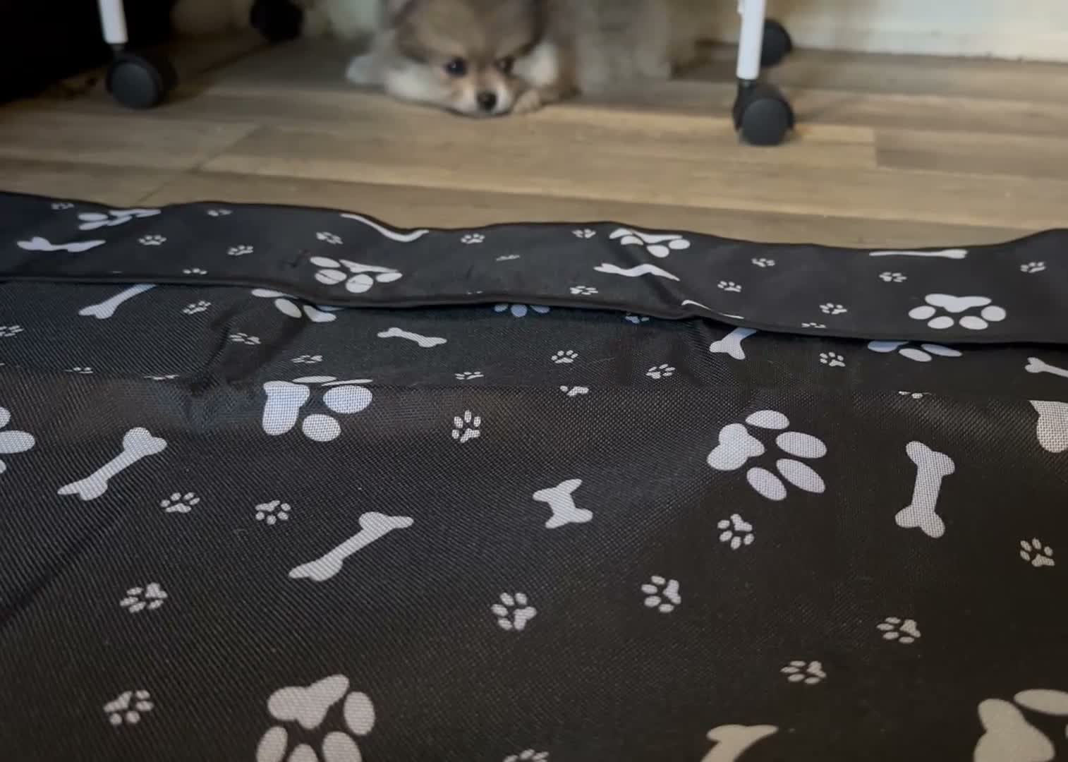 Pomeranian dogs for sale: Pomeranian 2 - Video 1