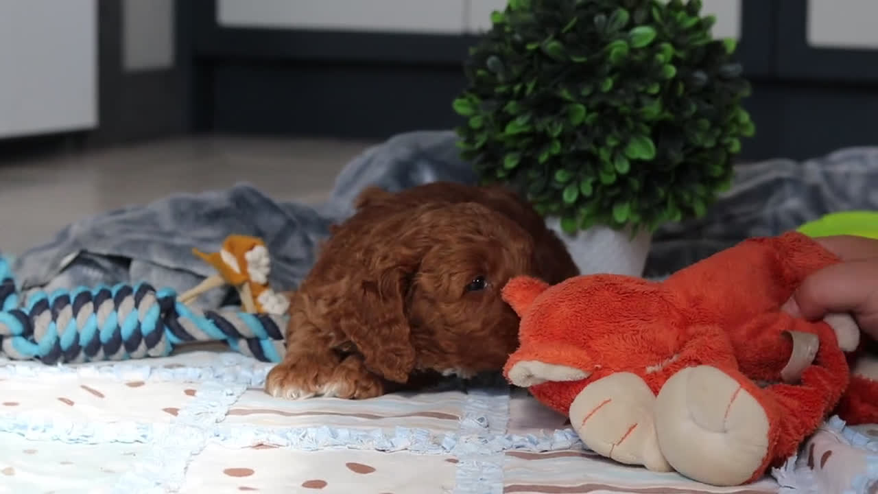 Mini Goldendoodle dogs for sale: Nadir - Video 1