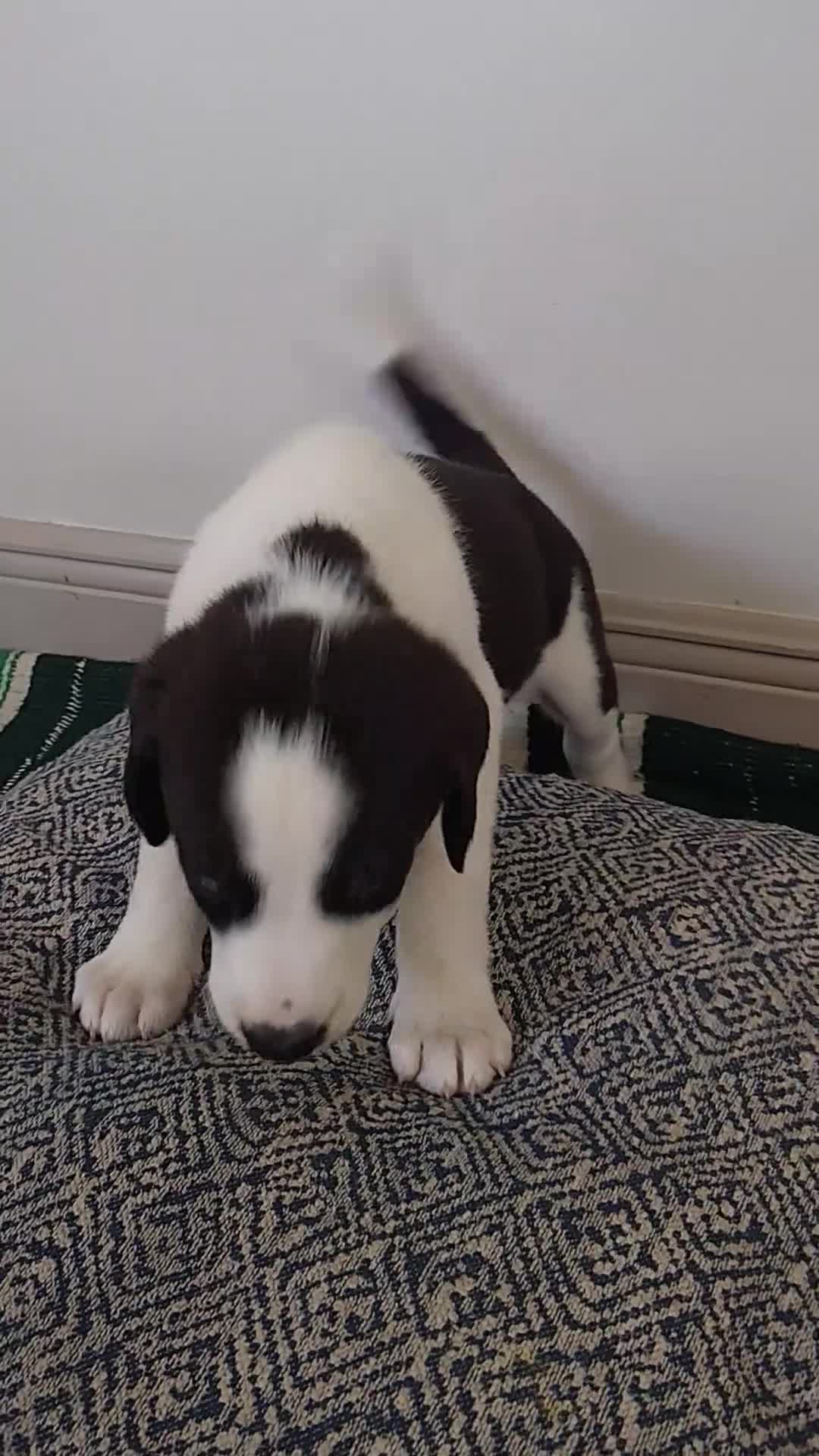 Mixed Breed dogs for sale: Athena - Video 1