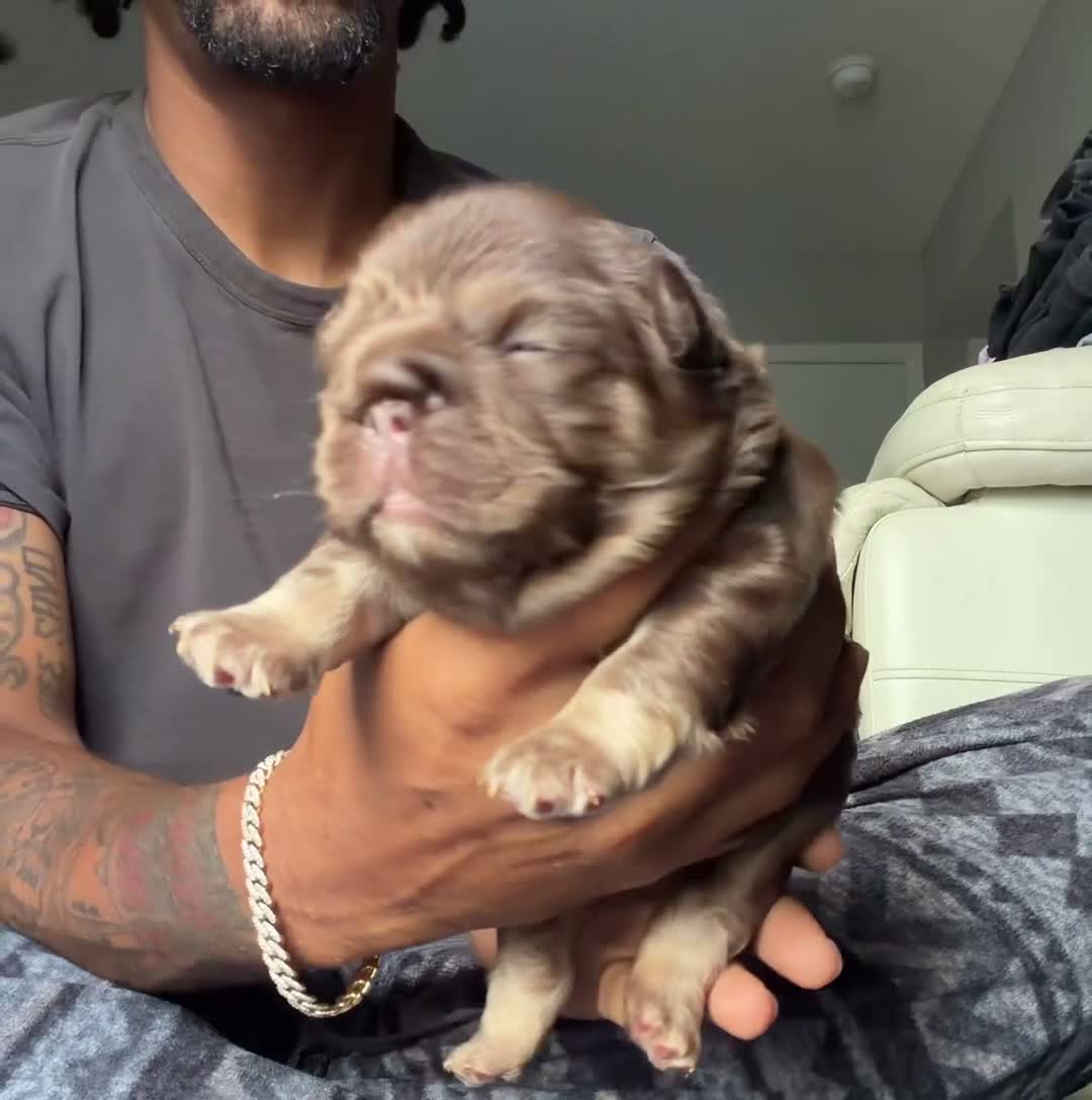 French Bulldog dogs for sale: RedSport - Video 1