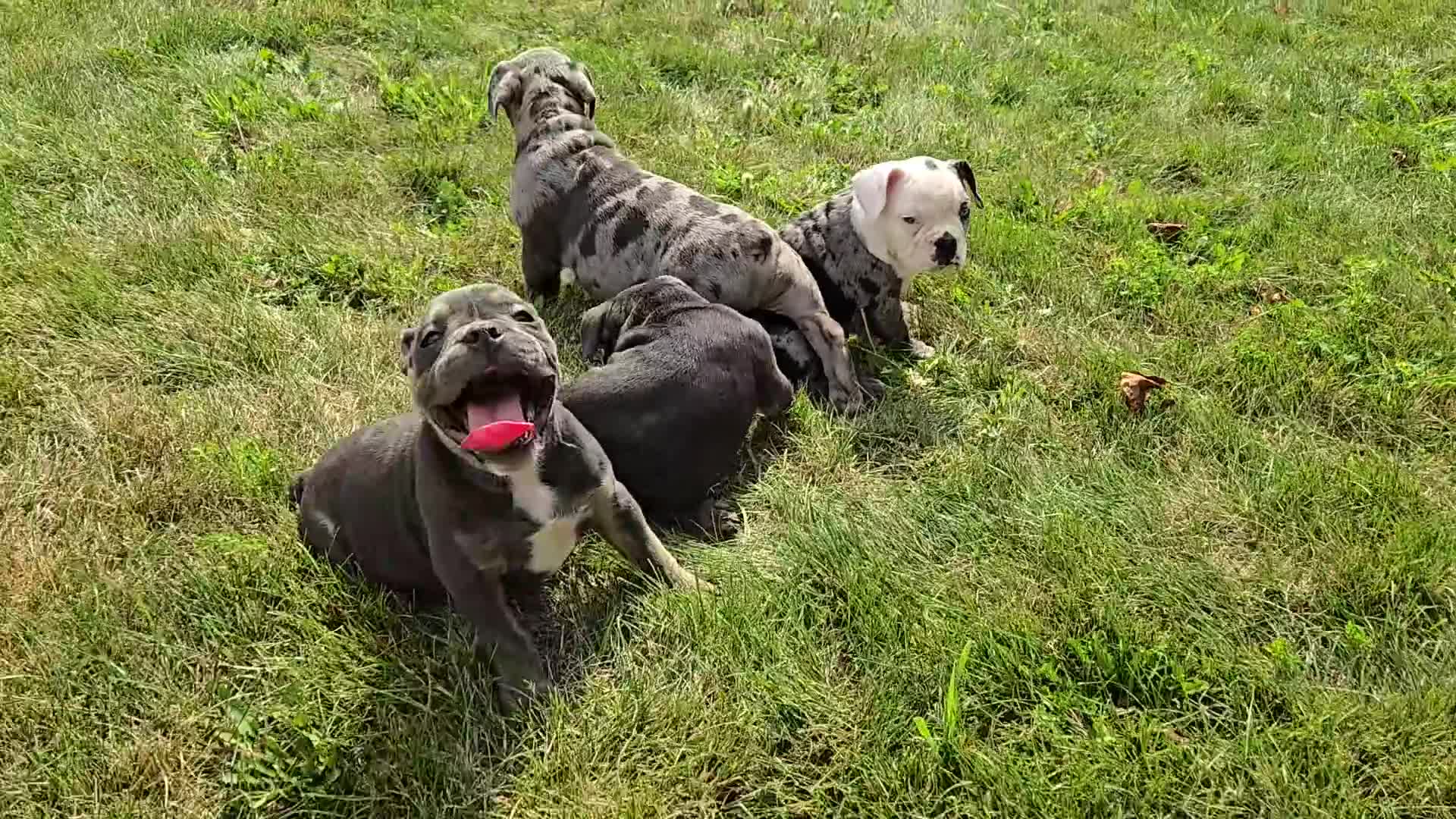Olde English Bulldogge dogs for sale: Ryder - Video 1