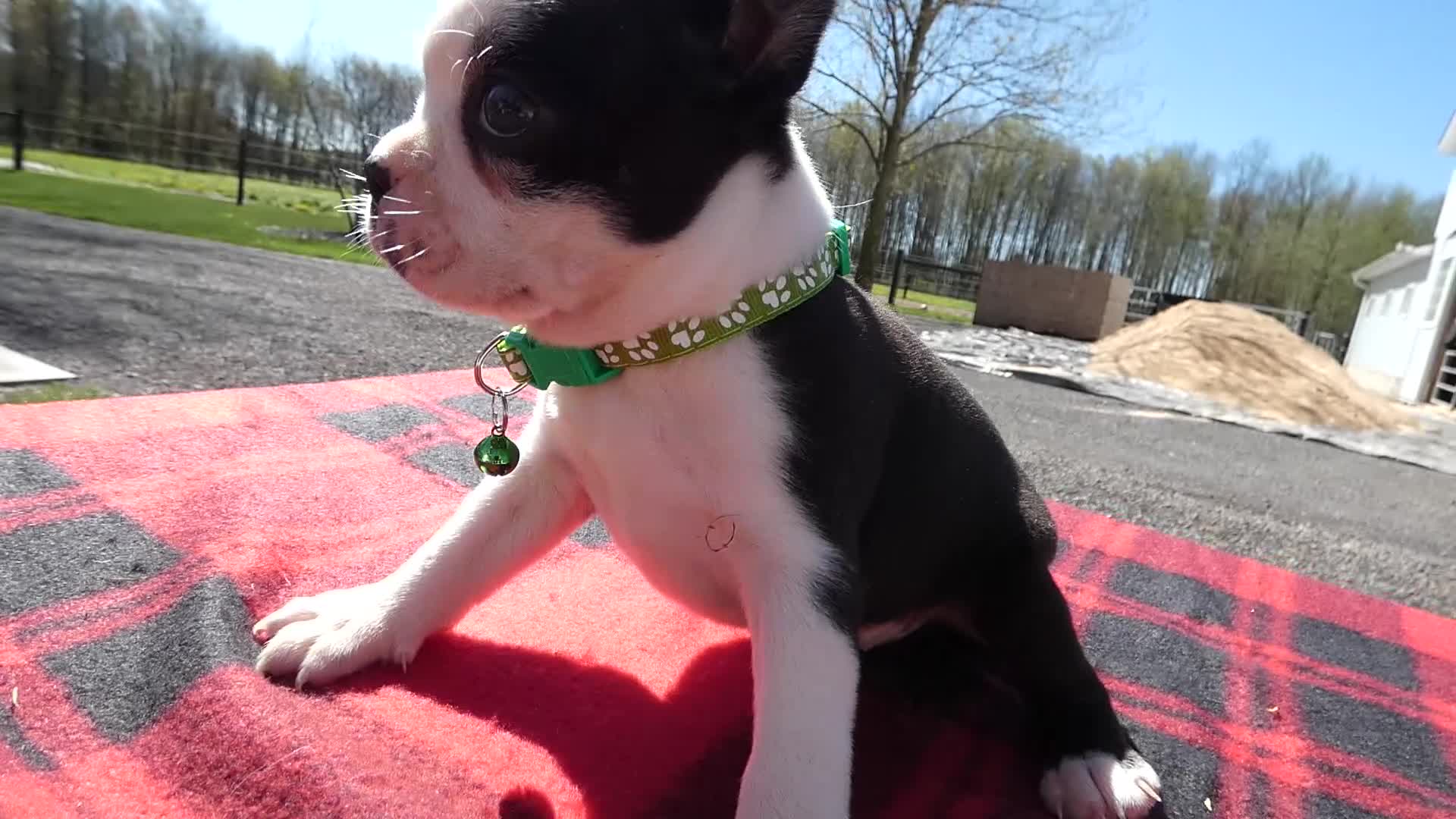 Boston Terrier dogs for sale: Boston Terrier Puppy 2 Malone - Video 1