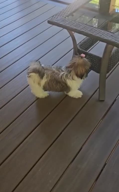Shih Tzu dogs for sale: Shih Tzu 1 - Video 2