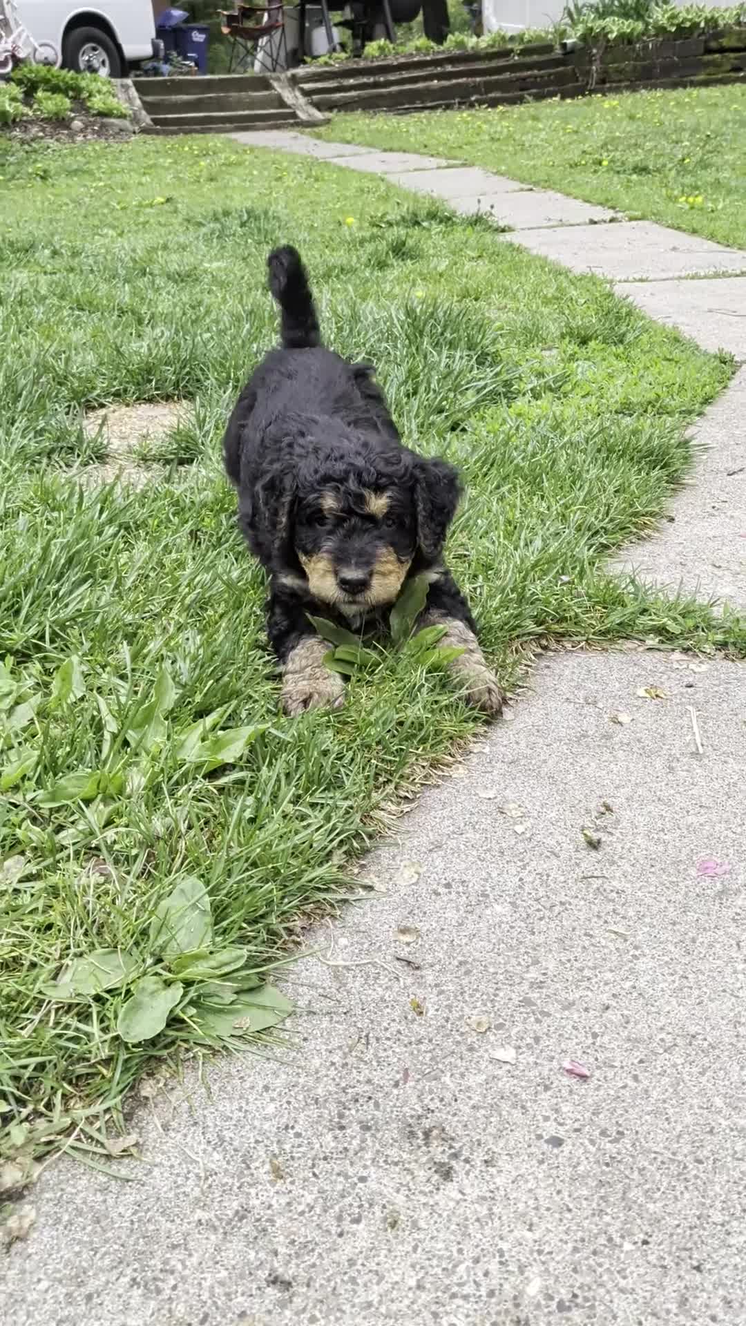 Mixed Breed dogs for sale: Snickers - Video 3