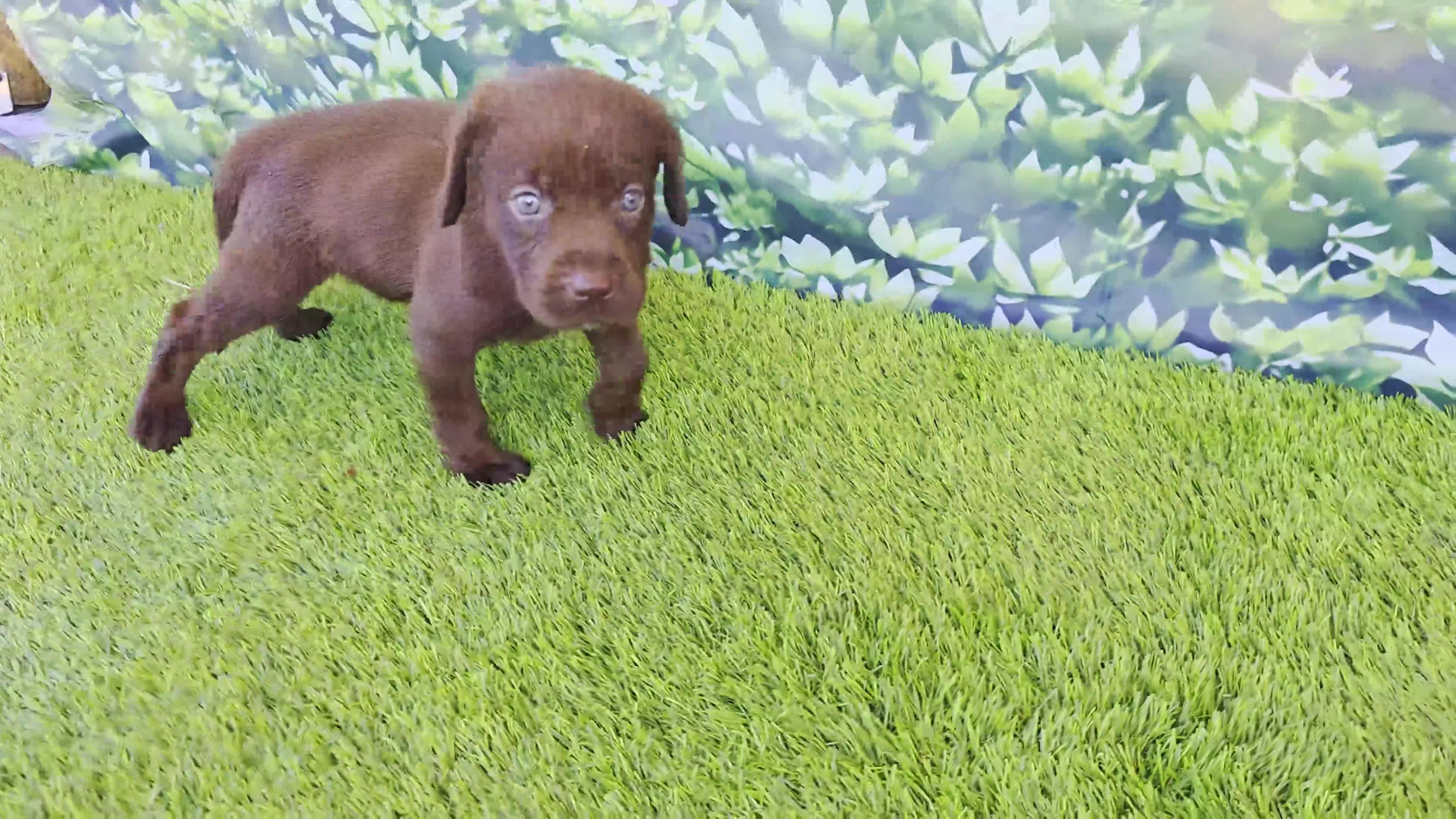 Labrador Retriever dogs for sale: Benny - Video 1
