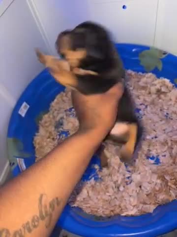 American Bully dogs for sale: American Bully Black Tri Male - Video 1