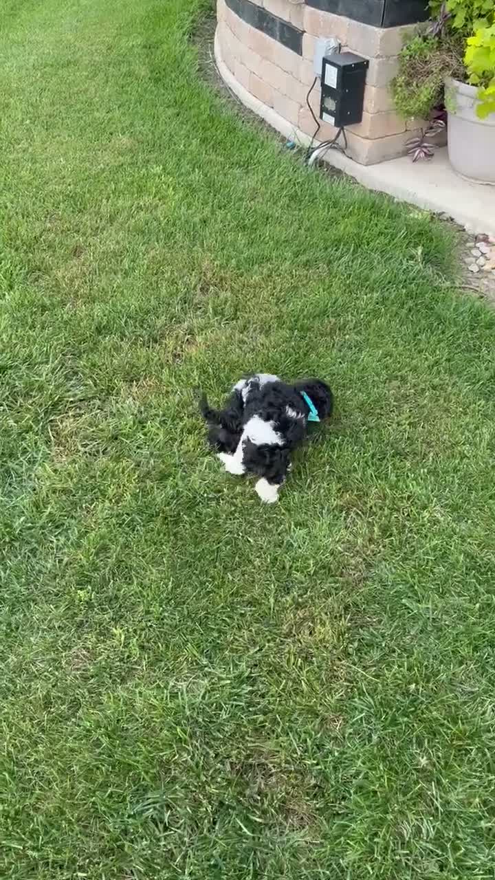Cavapoo dogs for sale: Charlie - Video 1