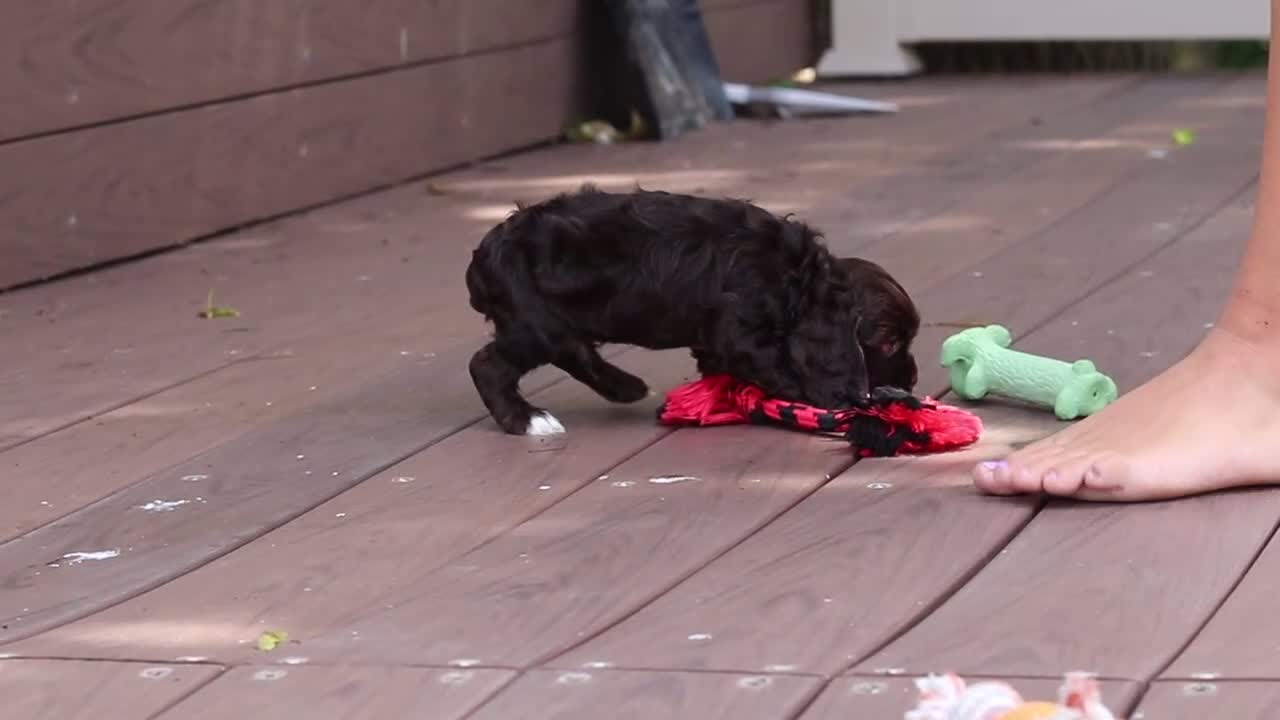Cocker Spaniel dogs for sale: Milo - Video 1