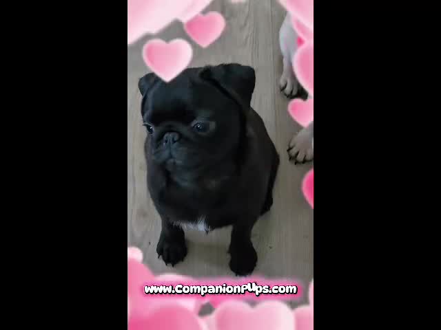 Pug dogs for sale: Ready for Family Fun - Vax Done - Marigold - Video 1