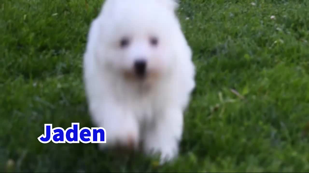 Maltese dogs for sale:  Jaden - Video 1