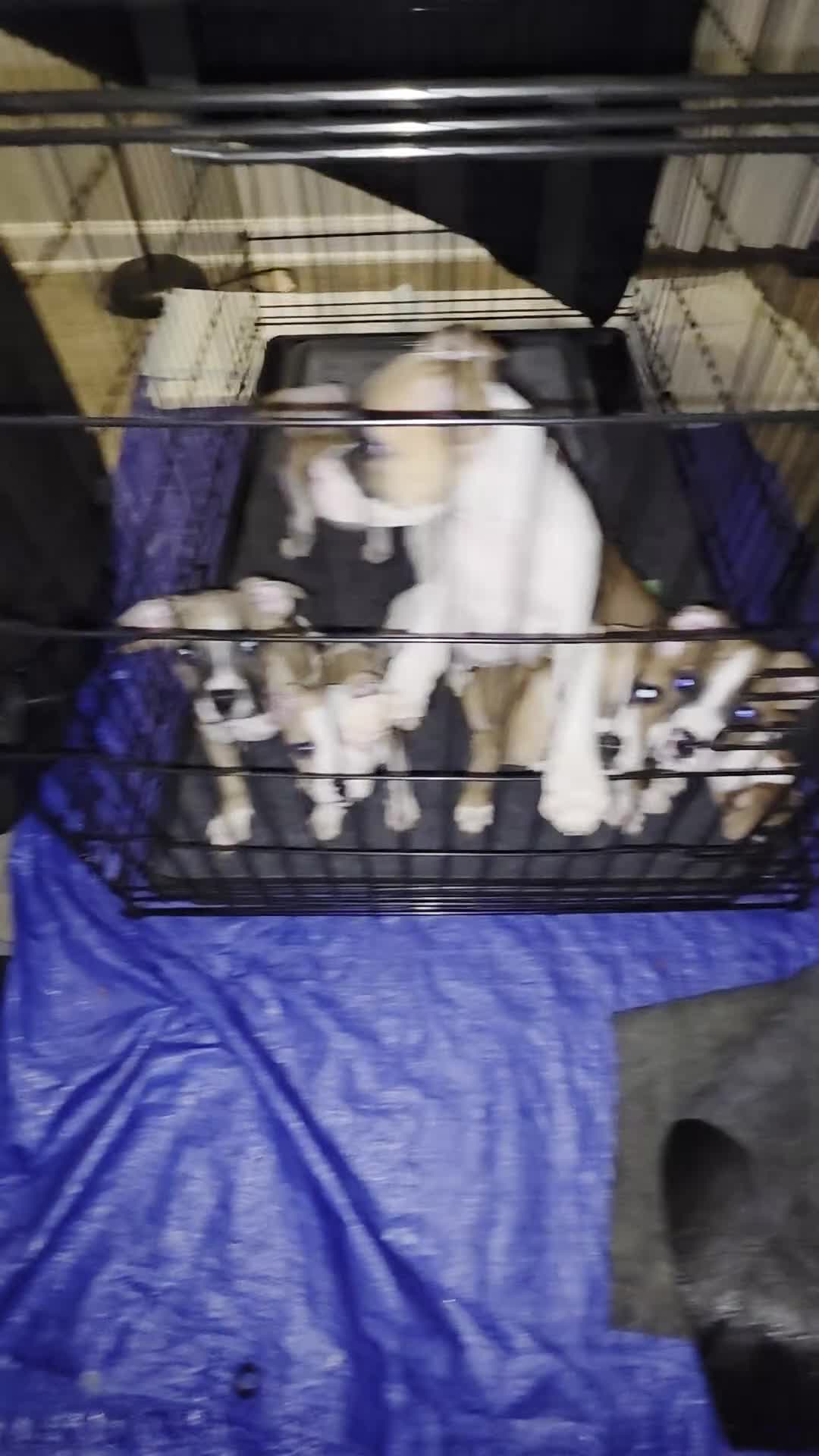 Mixed Breed dogs for sale: Teenie Tuna - Video 1