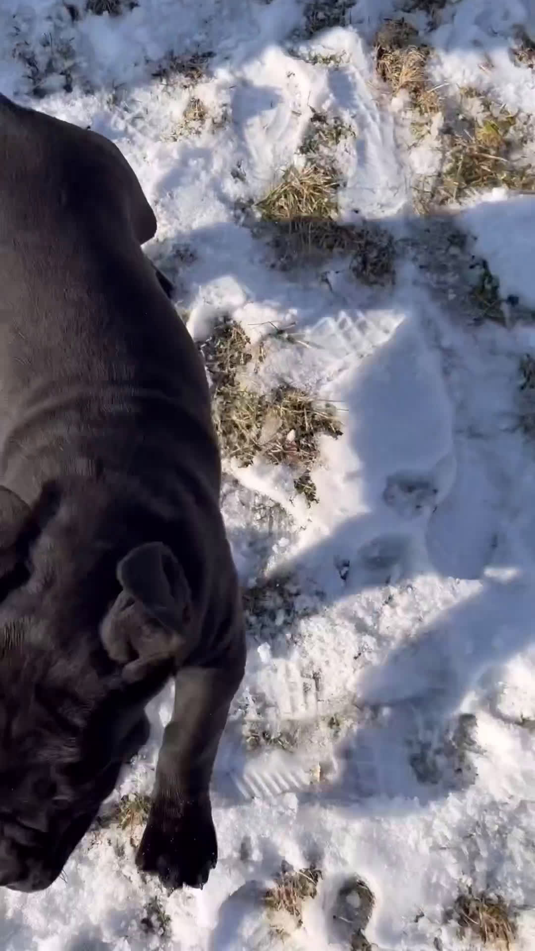 Cane Corso dogs for sale: Millie - Video 1