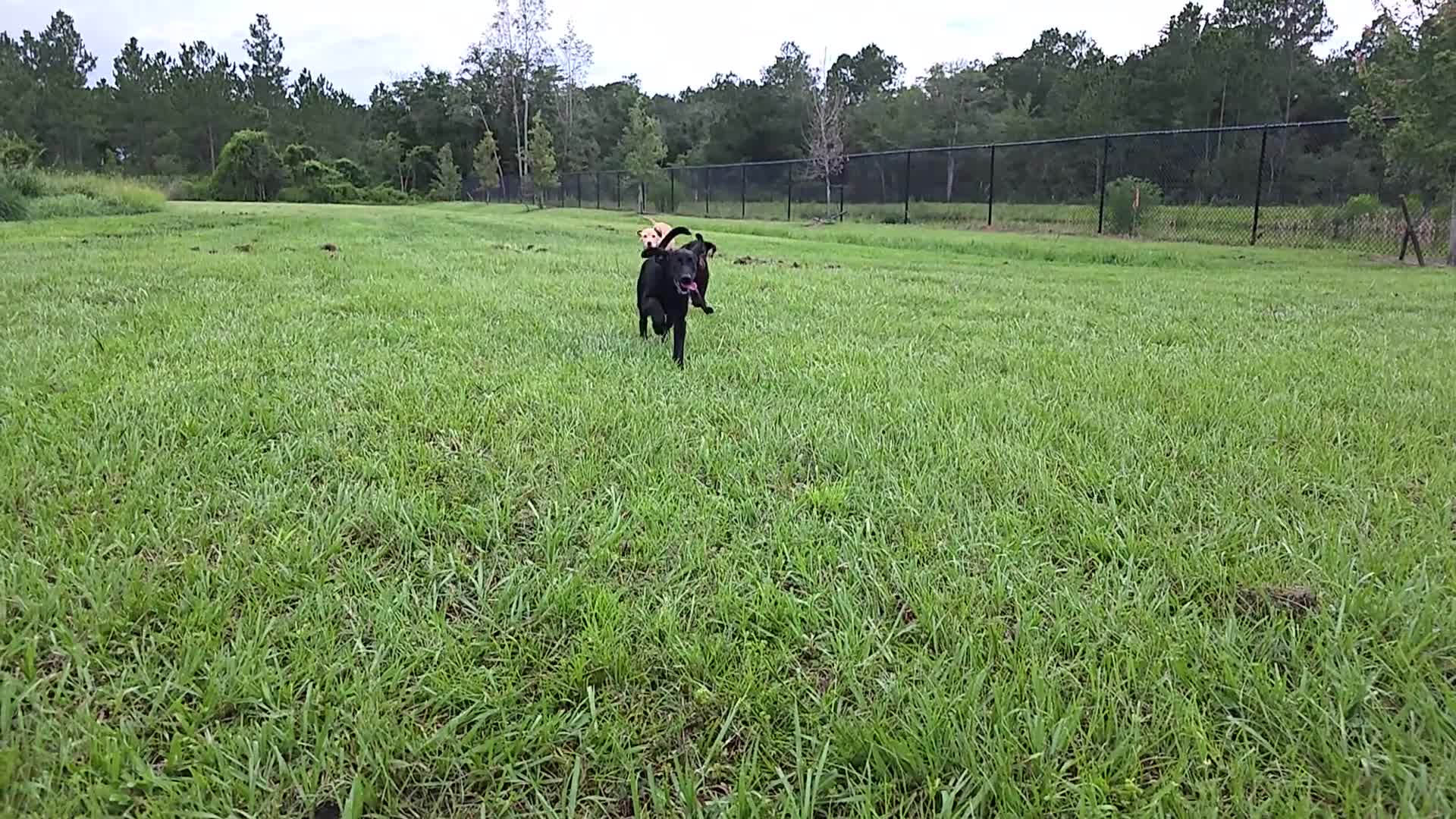 Labrador Retriever dogs for sale: Luna  - Video 4