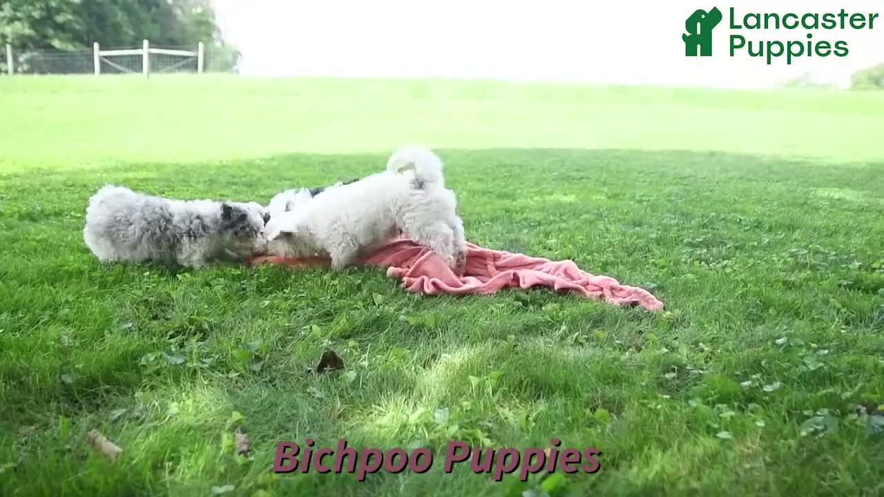 Bichpoo dogs for sale: Stanley - Video 1