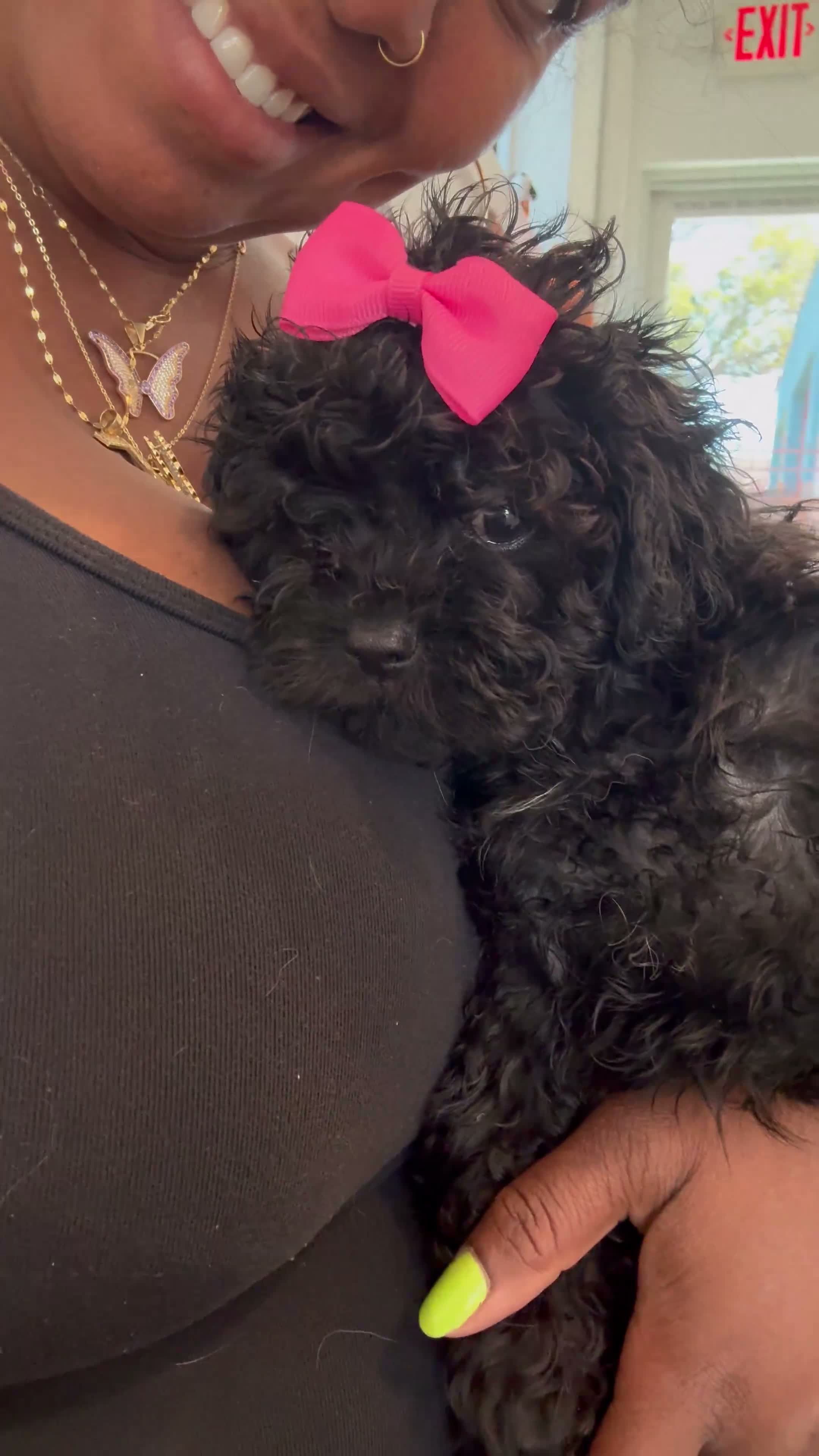 Shih Tzu dogs for sale: Casina  - Video 1