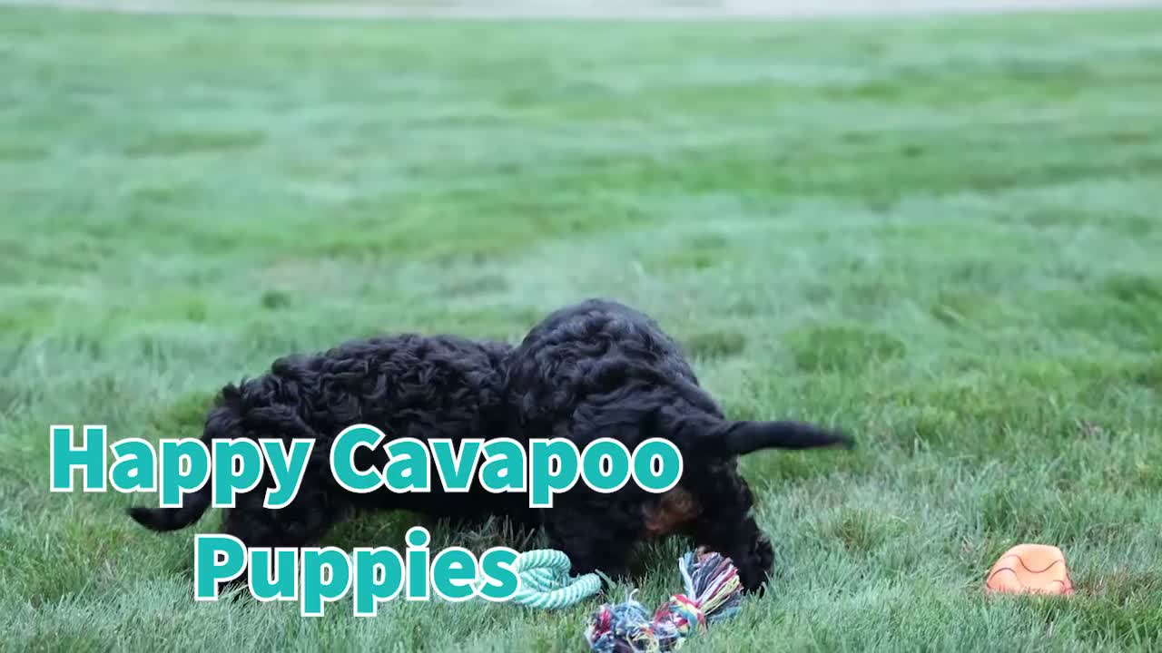 Cavapoo dogs for sale: Wanda 🐶 - Video 1