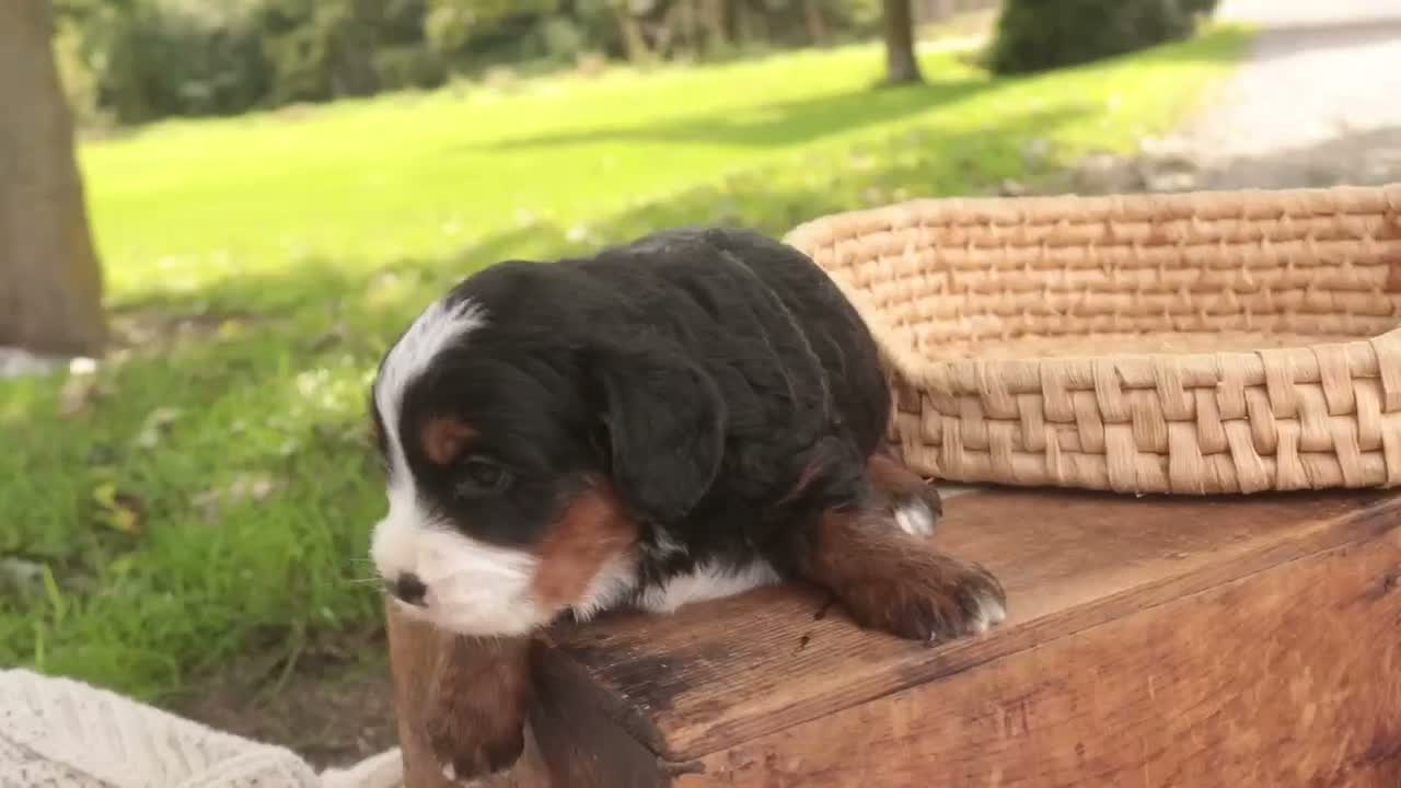 Bernedoodle dogs for sale: Everest Miniature Bernedoodle  - Video 1