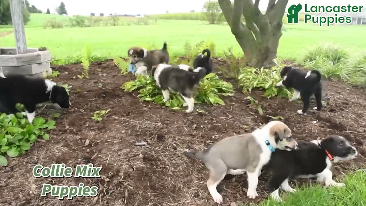 Mixed Breed dogs for sale: Bark Barrel - Video 1