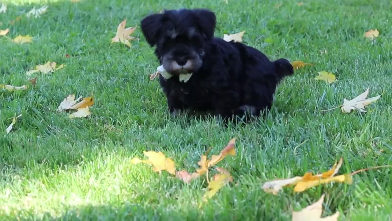 Miniature Schnauzer dogs for sale: Johnny - Video 1