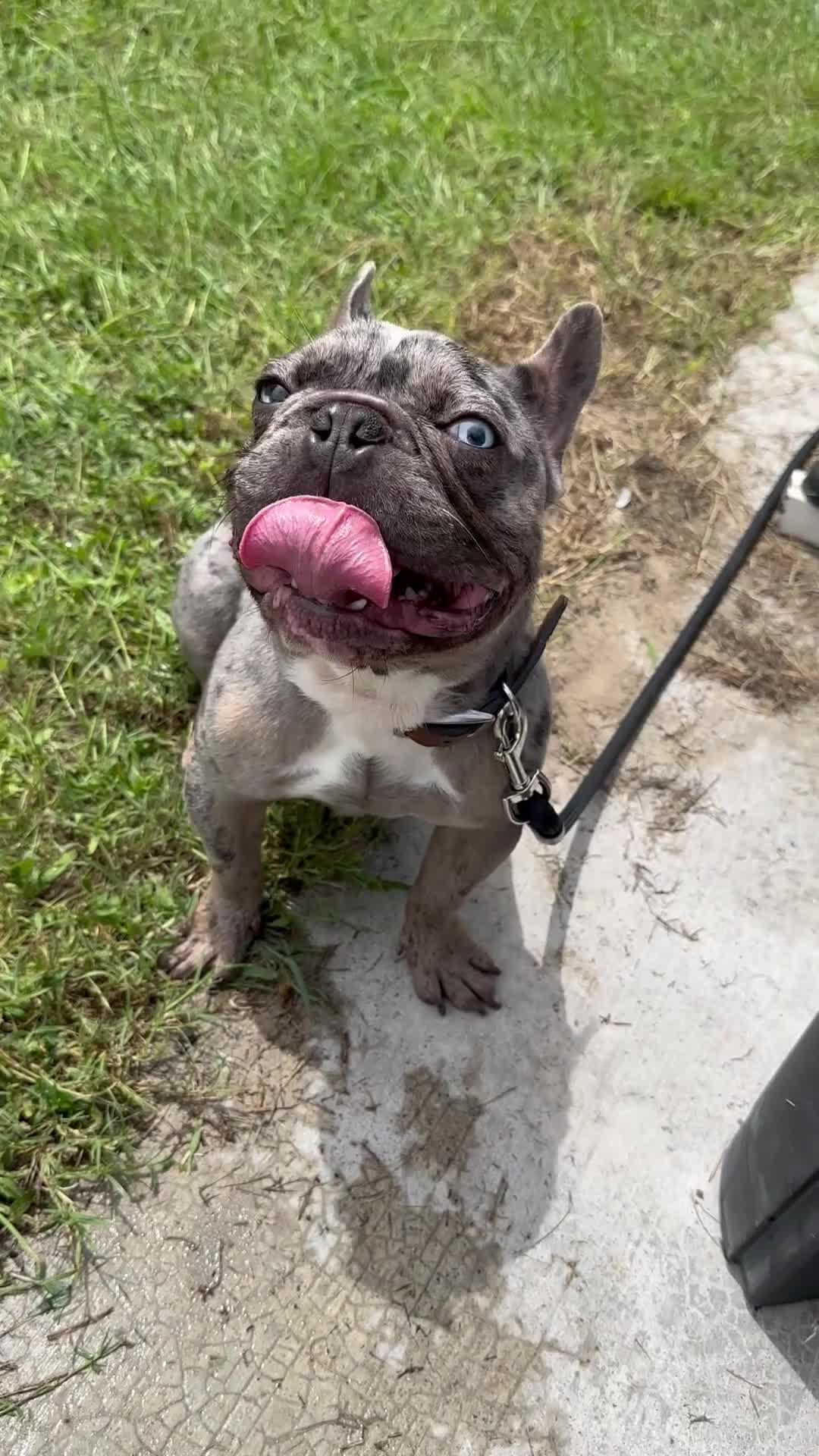 French Bulldog dogs for sale: Duke - Video 1
