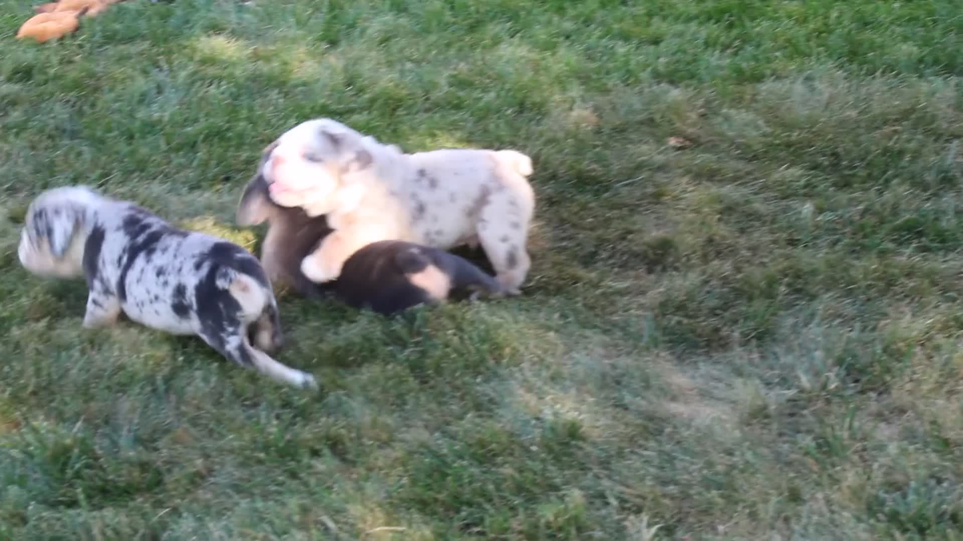 Beabull dogs for sale: Rubble - Video 1