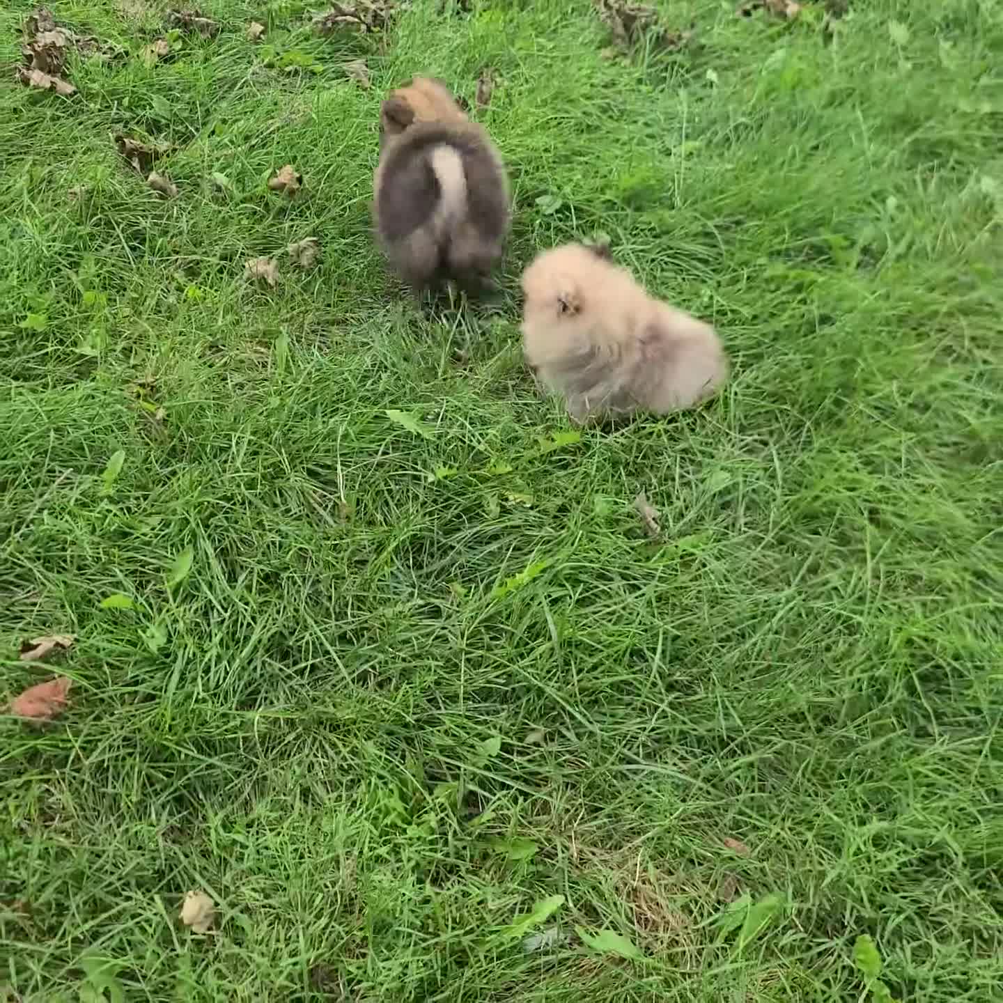 Pomeranian dogs for sale: Ace - Video 1