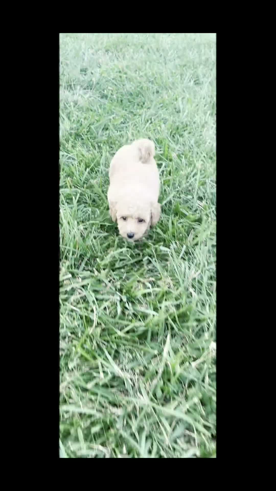 Maltipoo dogs for sale: Wolf F1B - Video 1