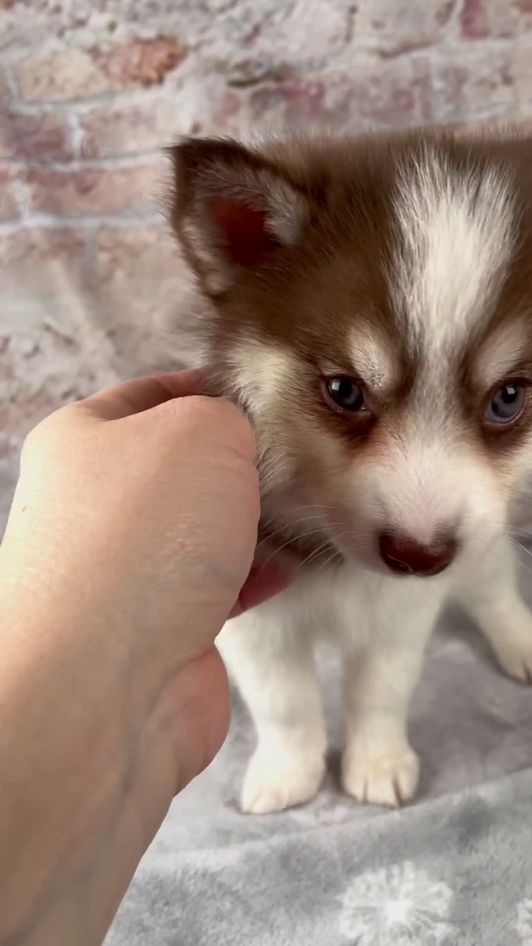 Pomsky dogs for sale: Kipp - Video 1