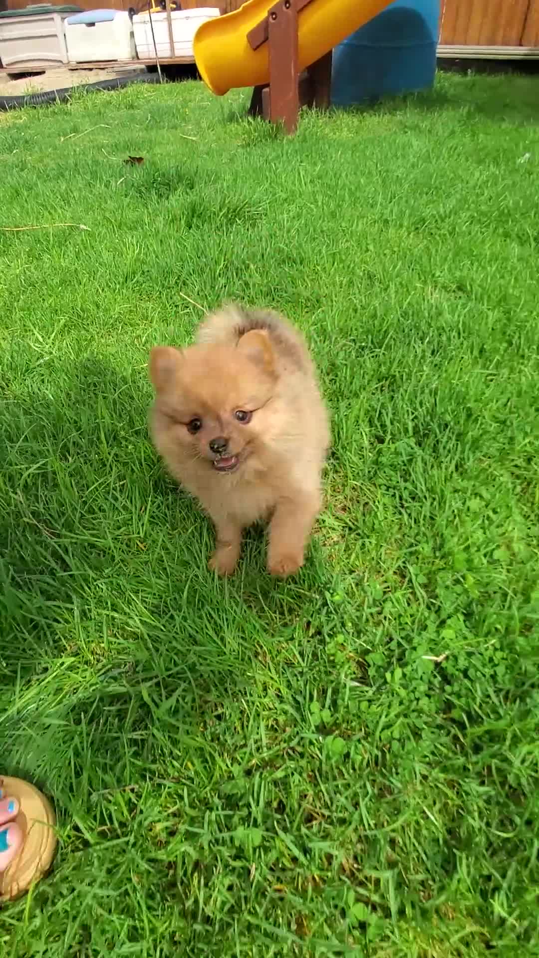 Pomeranian dogs for sale: Luke - Video 3